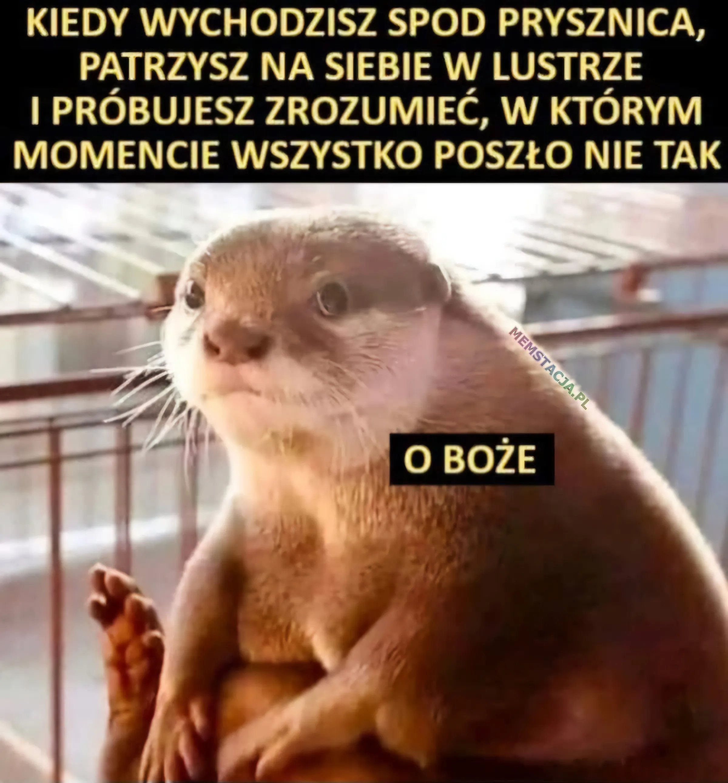 Kiedy wychodzisz spod prysznica, patrzysz na siebie w lustrze i próbujesz zrozumieć, w którym momencie wszystko poszło nie tak: Zdjęcie wyderki, patrzącej w kierunku obiektyów, która mówi "O Boże"