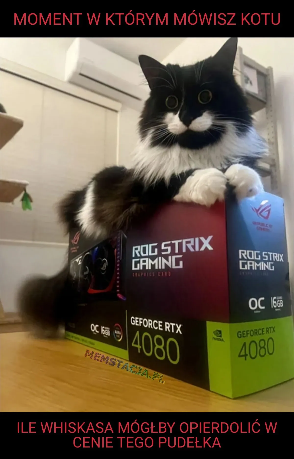 Mem przedstawiający zdziwionego kota, który leży na pudełku z RTX 4080: 'Moment w którym mówisz kotu ile whiskasa mógłby opie*dolić w cenie tego pudełka'