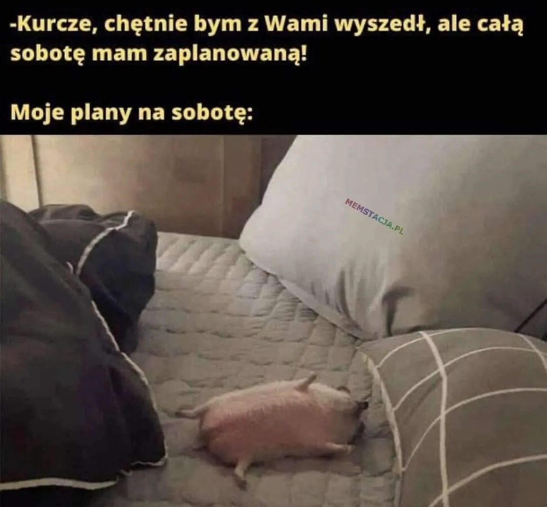 - Kurcze, chętnie bym z Wami wyszedł, ale całą sobotę mam zaplanowaną!; Moje plany na sobotę: Zdjęcie jeżyka, który śpi na plecach na łóżku