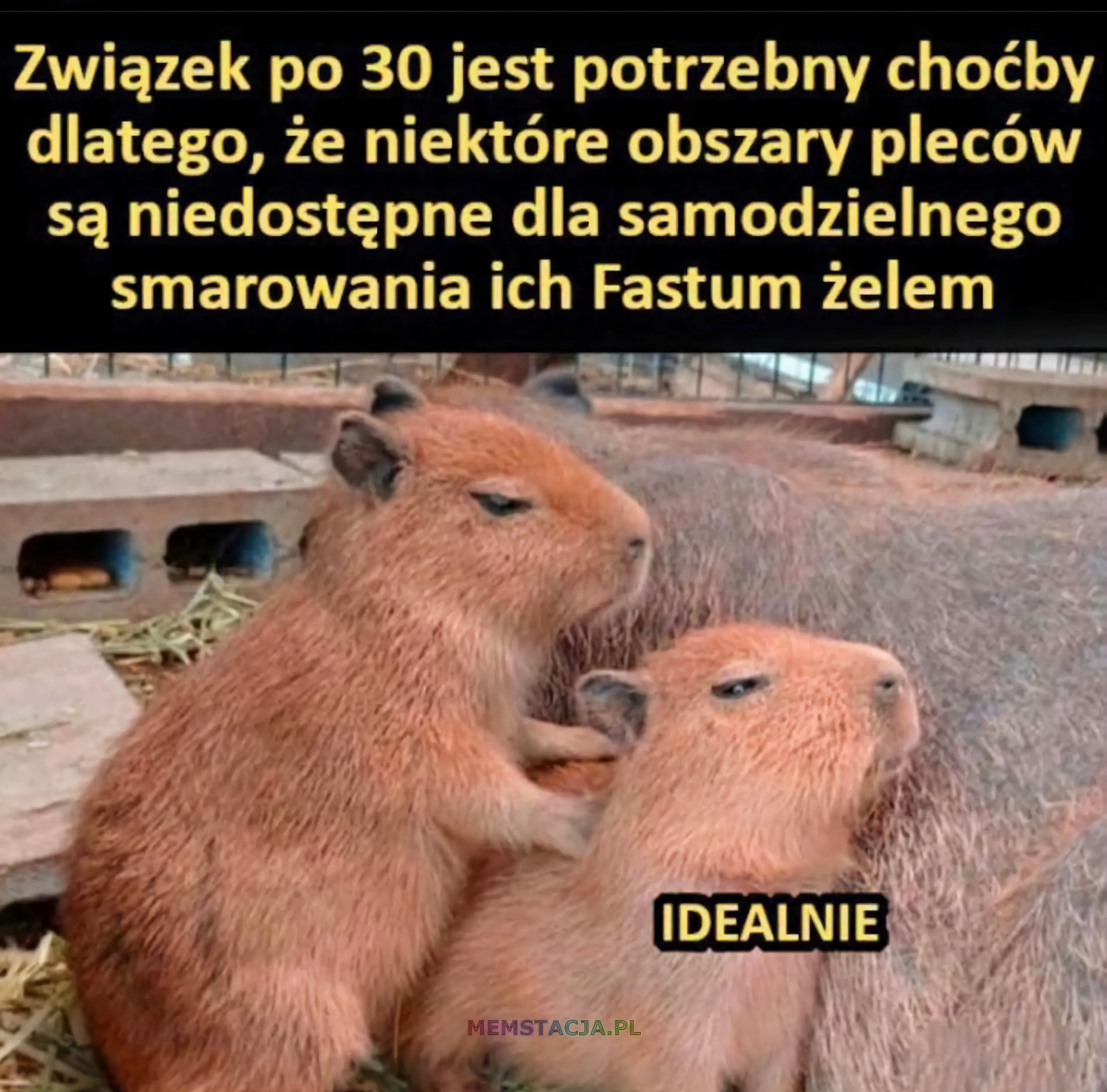 Mem z masującymi się małymi kapibarami: 'Związek po trzydziestce jest potrzebny choćby dlatego, że niektóre obszary pleców są niedostępne dla samodzielnego smarowania ich Fastum żelem'; 'Idealnie'