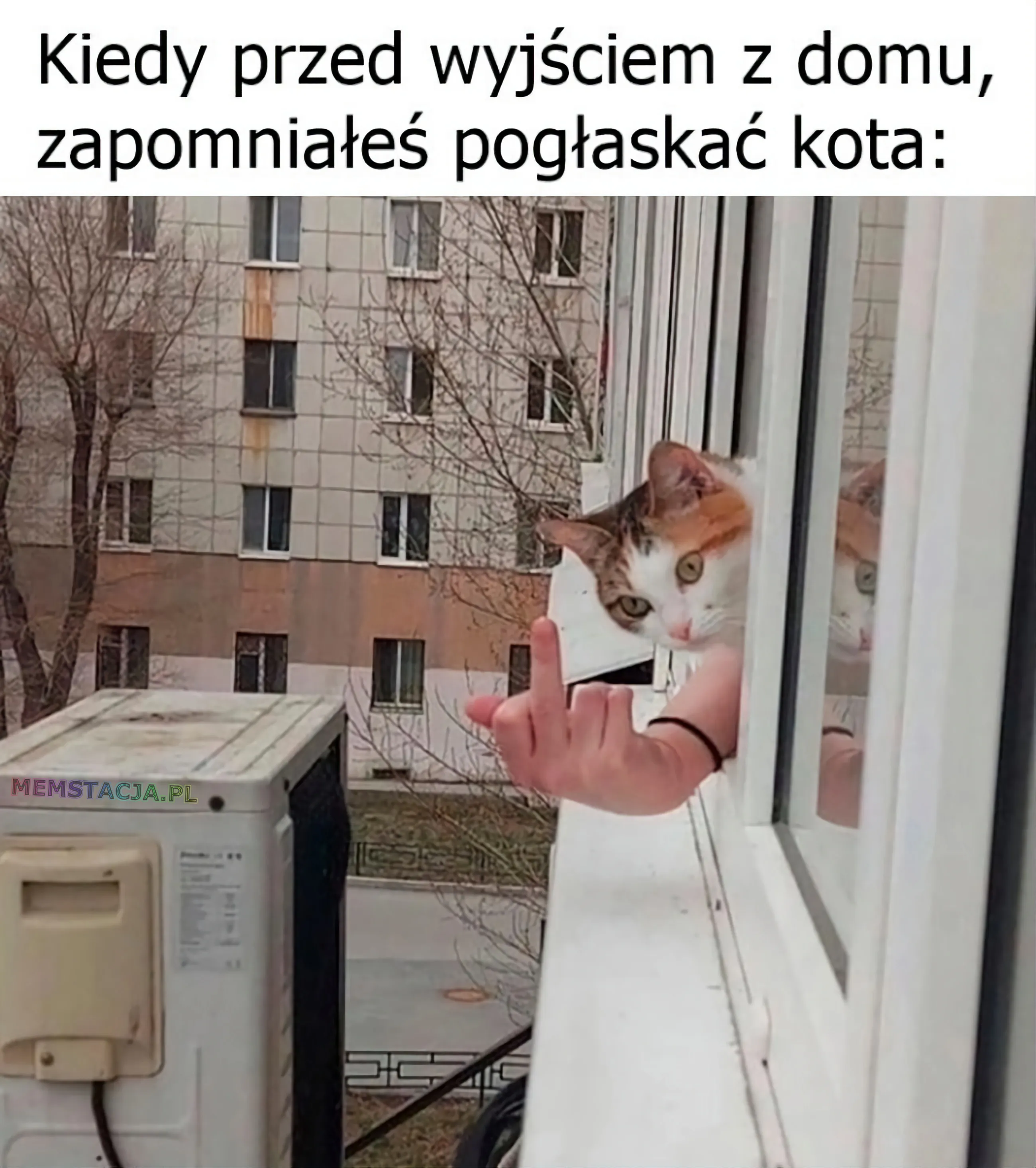 Zdjęcie wyglądającego kotka przez okno: 'Kiedy przed wyjściem z domu, zapomniałeś pogłaskać kota'