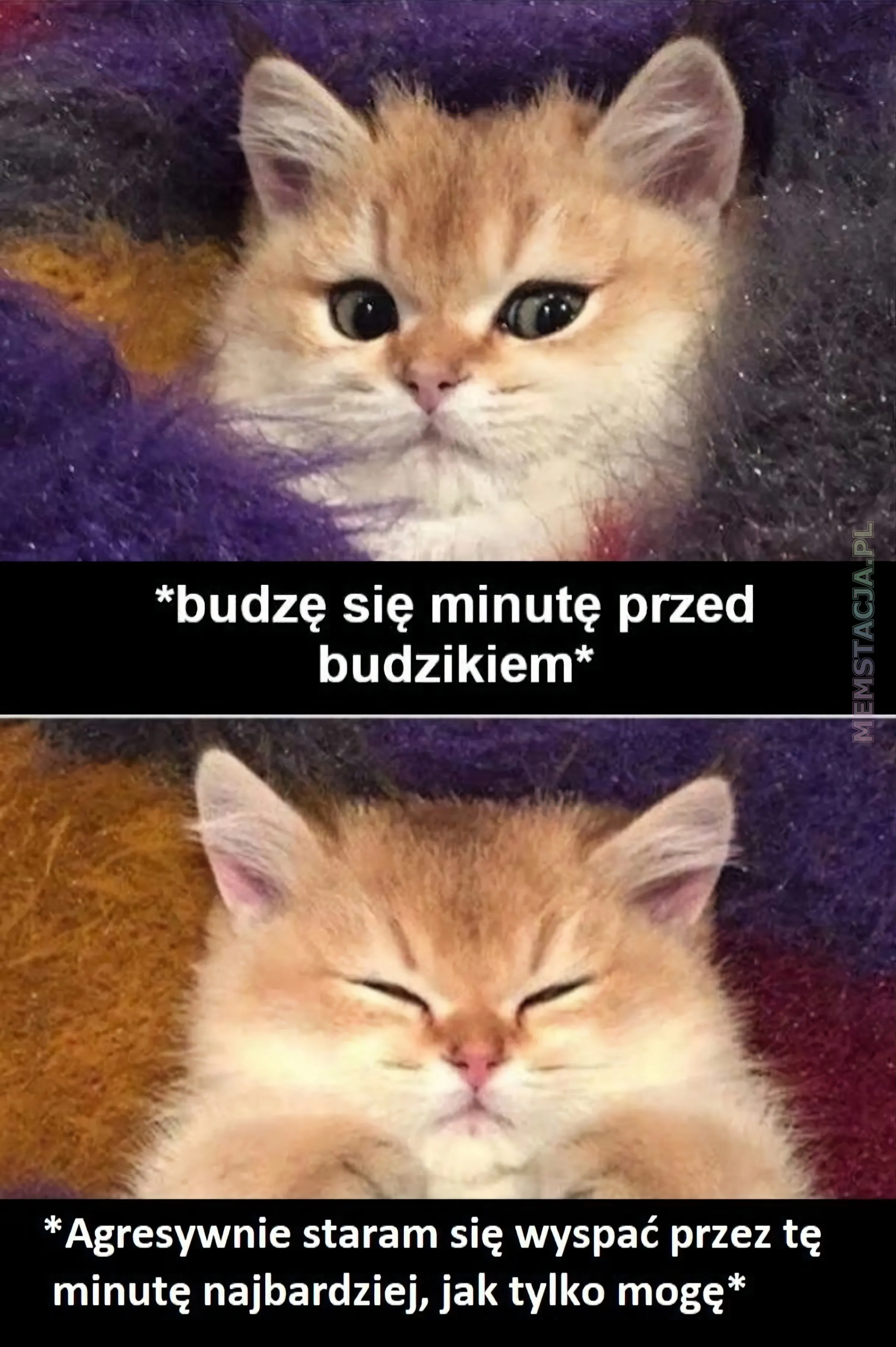 Mem przedstawiający kota, który próbuje zasnąć: '*budzę się minutę przed budzikiem* !Agresywnie staram się wyspać przez tę minutę najbardziej, jak tylko mogę*'