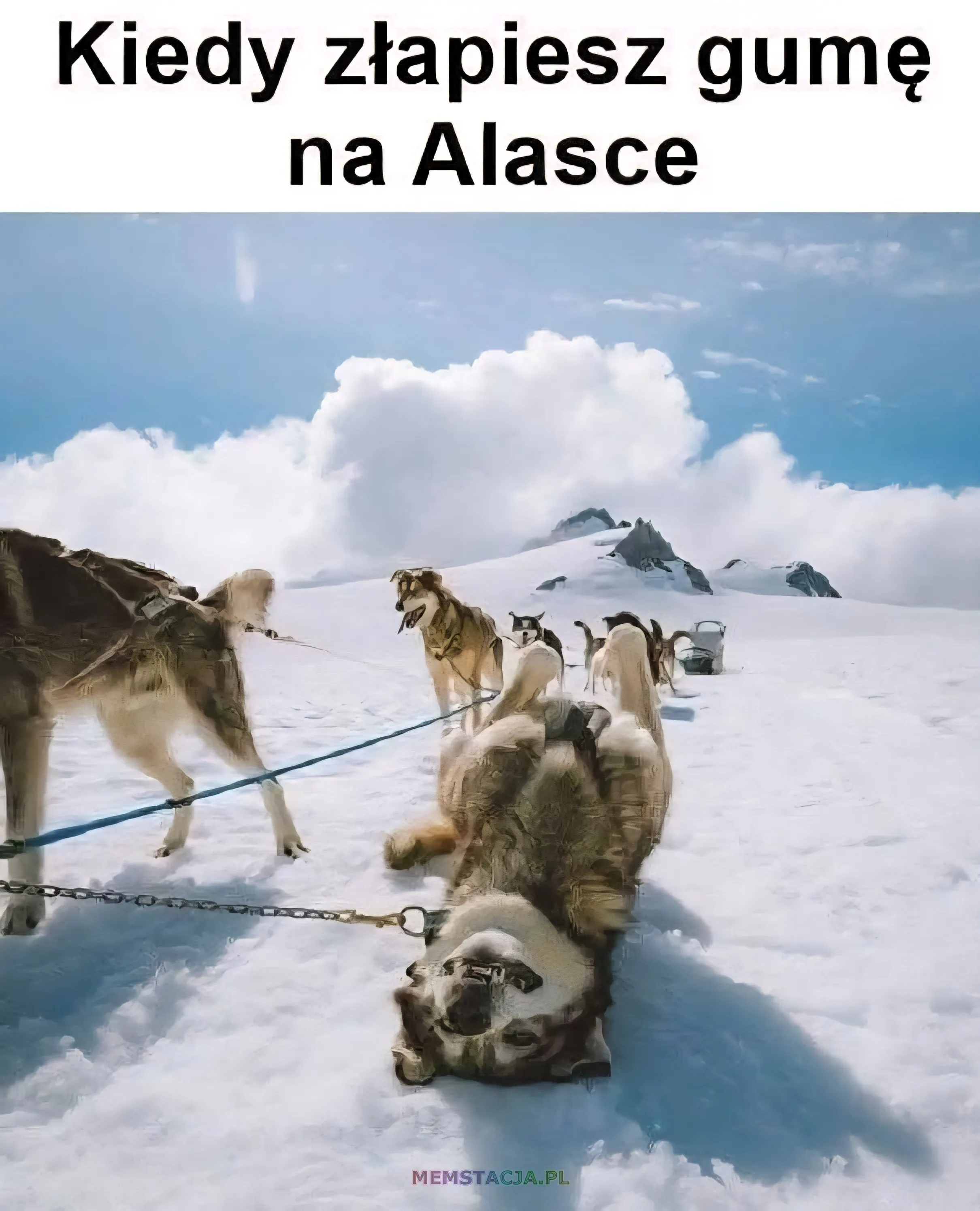 Pies zaprzęgowy leżący na plecach na śniegu z wystawionym językiem, otoczony innymi psami i saniami – mem z napisem „Kiedy złapiesz gumę na Alasce”.