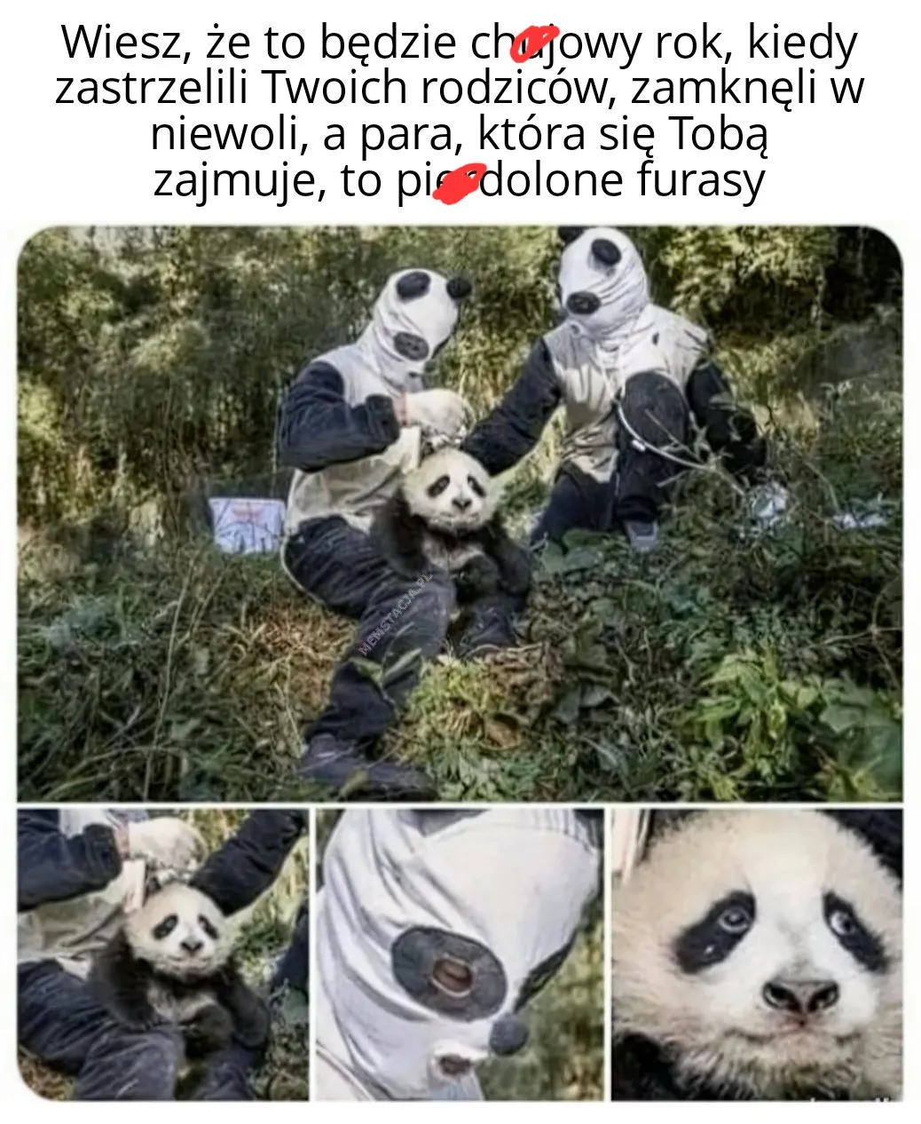 Zdjęcie zwierzęcia pandy i ludzi przebranych za pandy: 'Wiesz, że to będzie ch*jowy rok, kiedy zastrzelili Twoich rodziców, zamknęli w niewoli, a para, która się Tobą zajmuje, to pierdolone furasy'