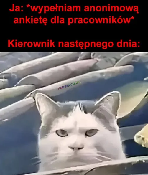 Mem o tytule: Anonimowa ankieta? 馃 Ja: *wype艂niam anonimow膮 ankiet臋 dla pracownik贸w* Kierownik nast臋pnego dnia: Zdj臋cie niezadowolonego kota.