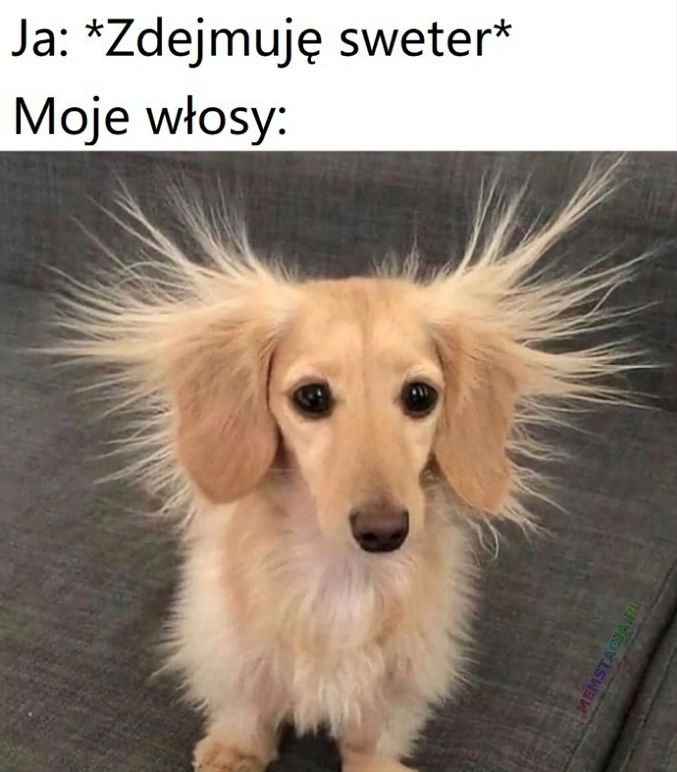 Mem przedstawiający psa, który ma naelektryzowane włosy: 'Ja, kiedy zdejmuję sweter, moje włosy'