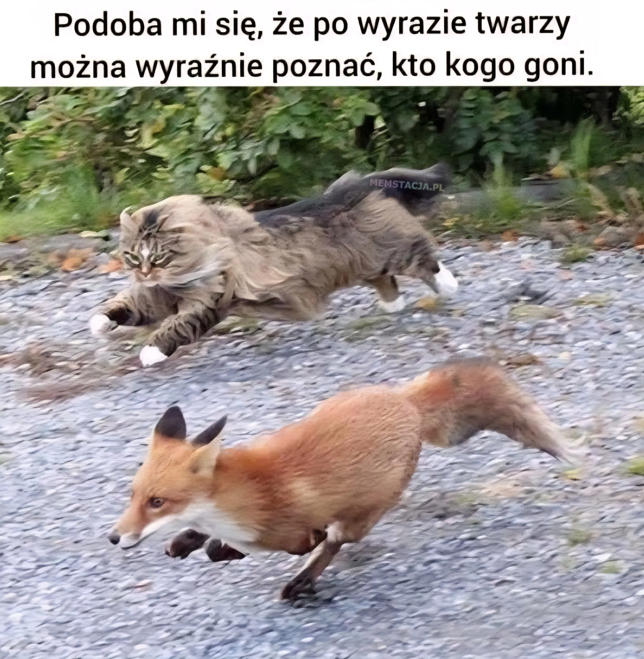 Podoba mi się, że po wyrazie twarzy można wyraźnie poznać, kto kogo goni: Zdjęcie kota, który goni lisa.