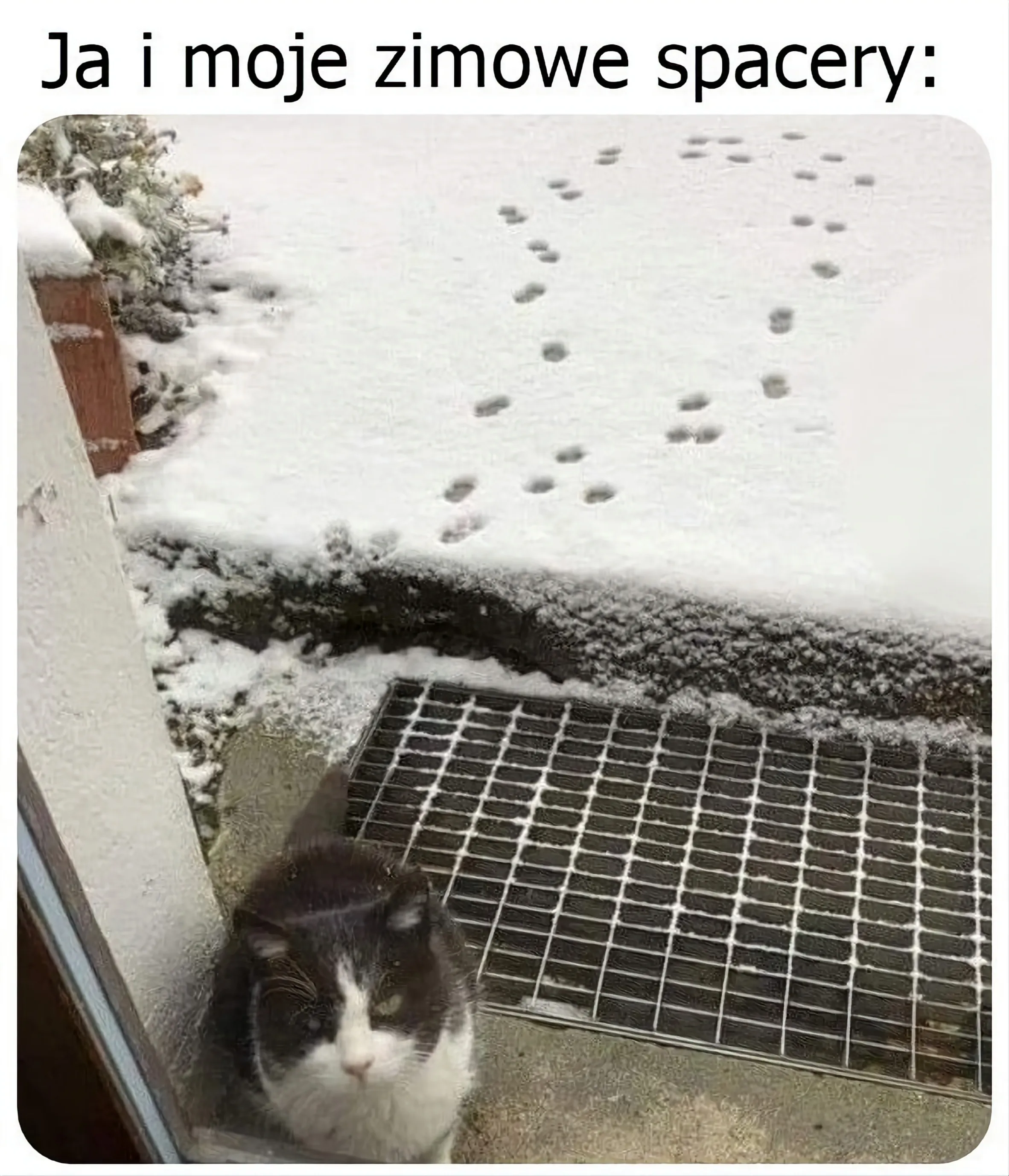 Mem przedstawiający kota po krótkim spacerze na śniegu: 'Ja i moje zimowe spacery'