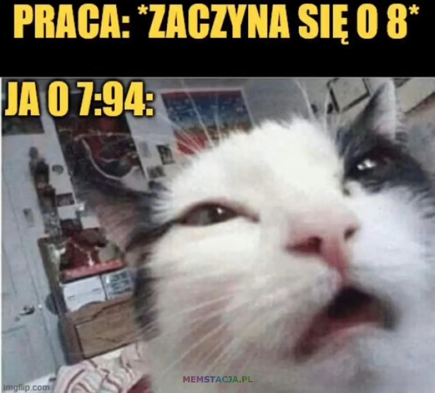 PRACA: *ZACZYNA SIĘ O 8* JA O 7:94: Zdjęcie dopiero obudzonego kota