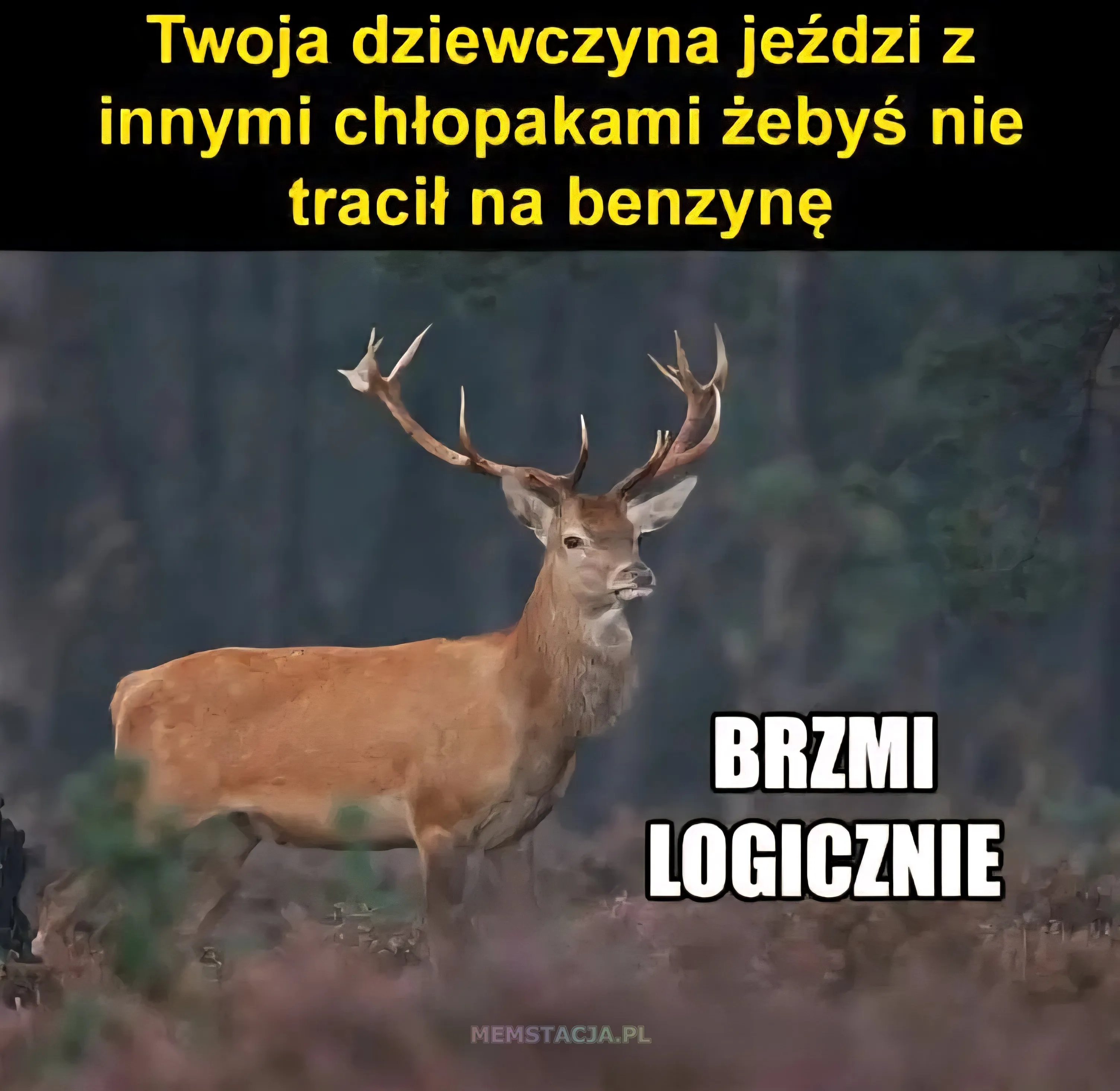 Mem o tytule: Dobra dziewczyna 馃榿 Twoja dziewczyna je藕dzi z innymi ch艂opakami 偶eby艣 nie traci艂 na benzyn臋. Zdj臋cie jelenia i napisu "BRZMI LOGICZNIE"