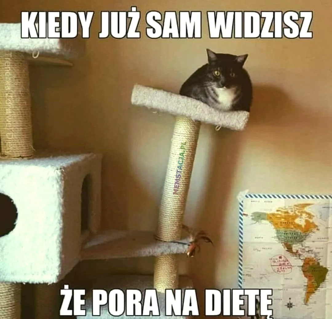 Zdjęcie kotka, który jest dość ciężki: 'Kiedy już sam widzisz, że pora na dietę'