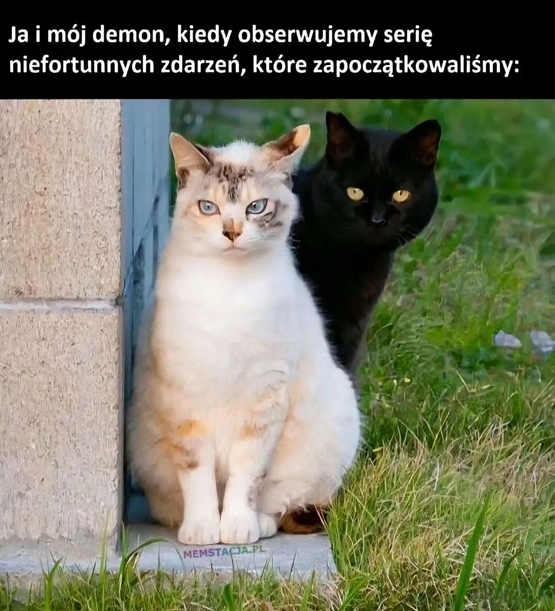 Ja i mój demon, kiedy obserwujemy serię niefortunnych zdarzeń, które zapoczątkowaliśmy: Zdjęcie białego i czarnego kota
