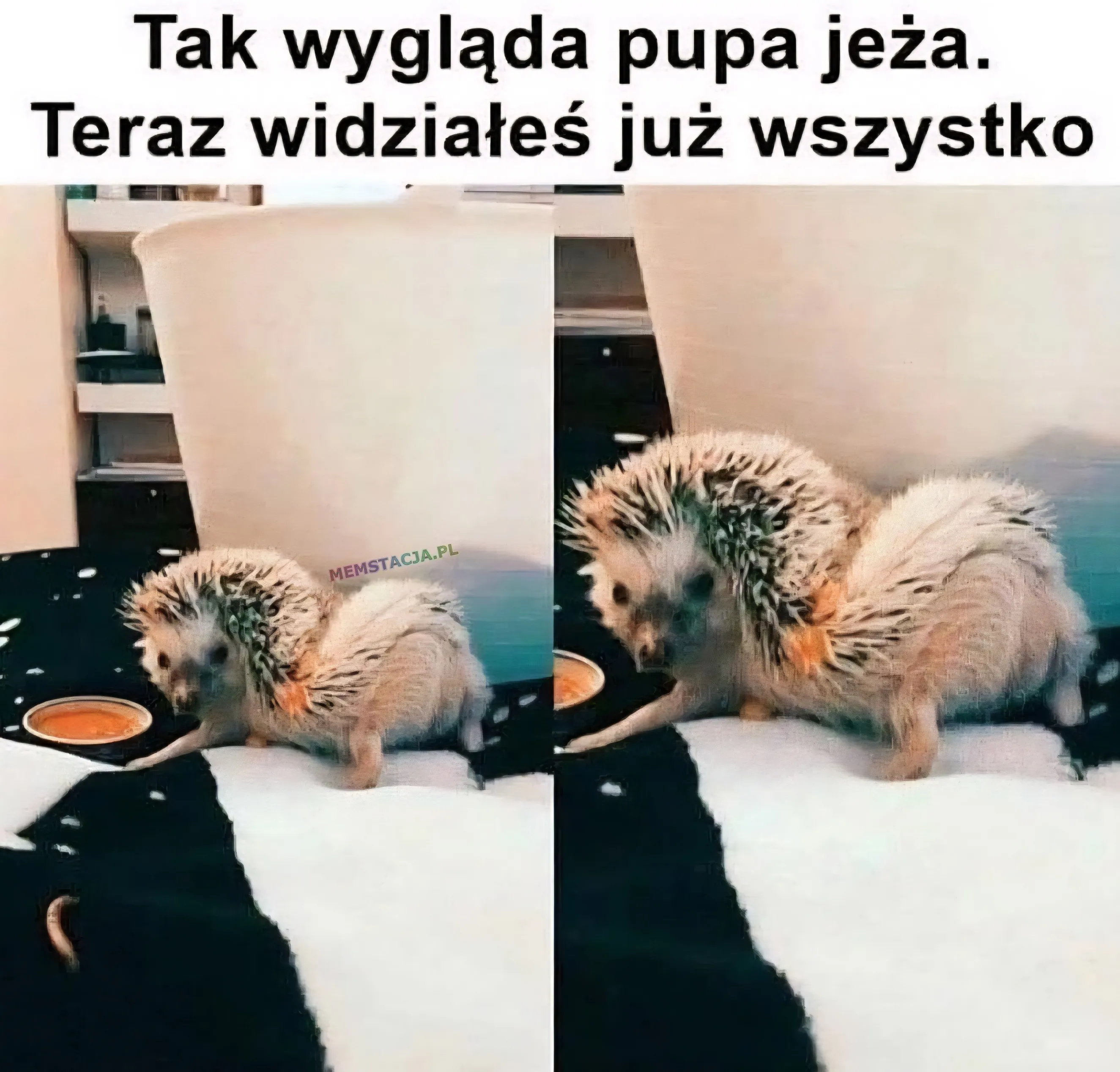 Mem o tytule: Oto jeżyk 🦔 Tak wygląda pupa jeża. Teraz widziałeś już wszystko. Zdjęcie jeża jak pokazuje pupę.