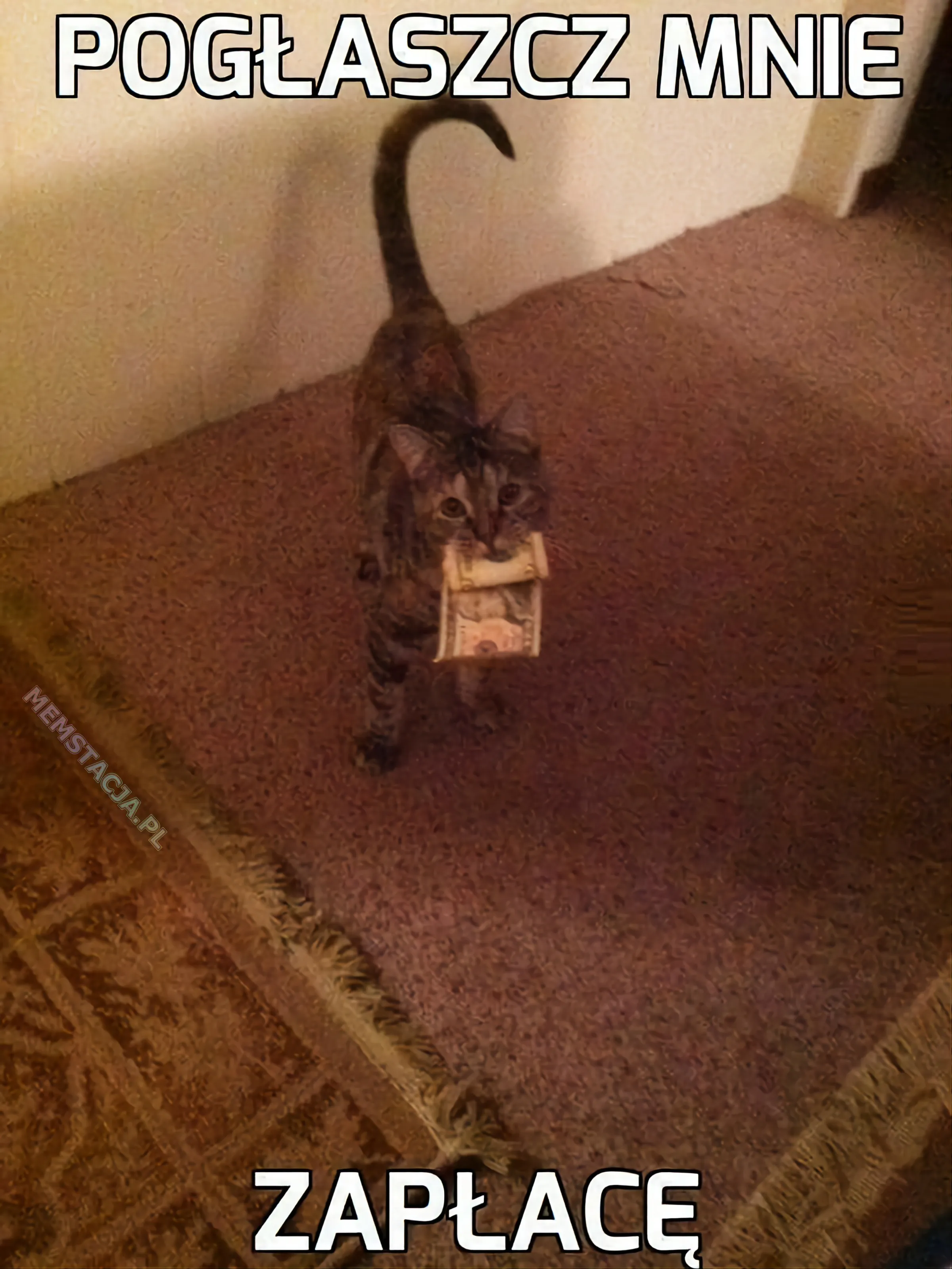 Zdjęcie miłego kotka, który trzyma banknot w pyszczku: 'Pogłasz mnie, zapłacę'