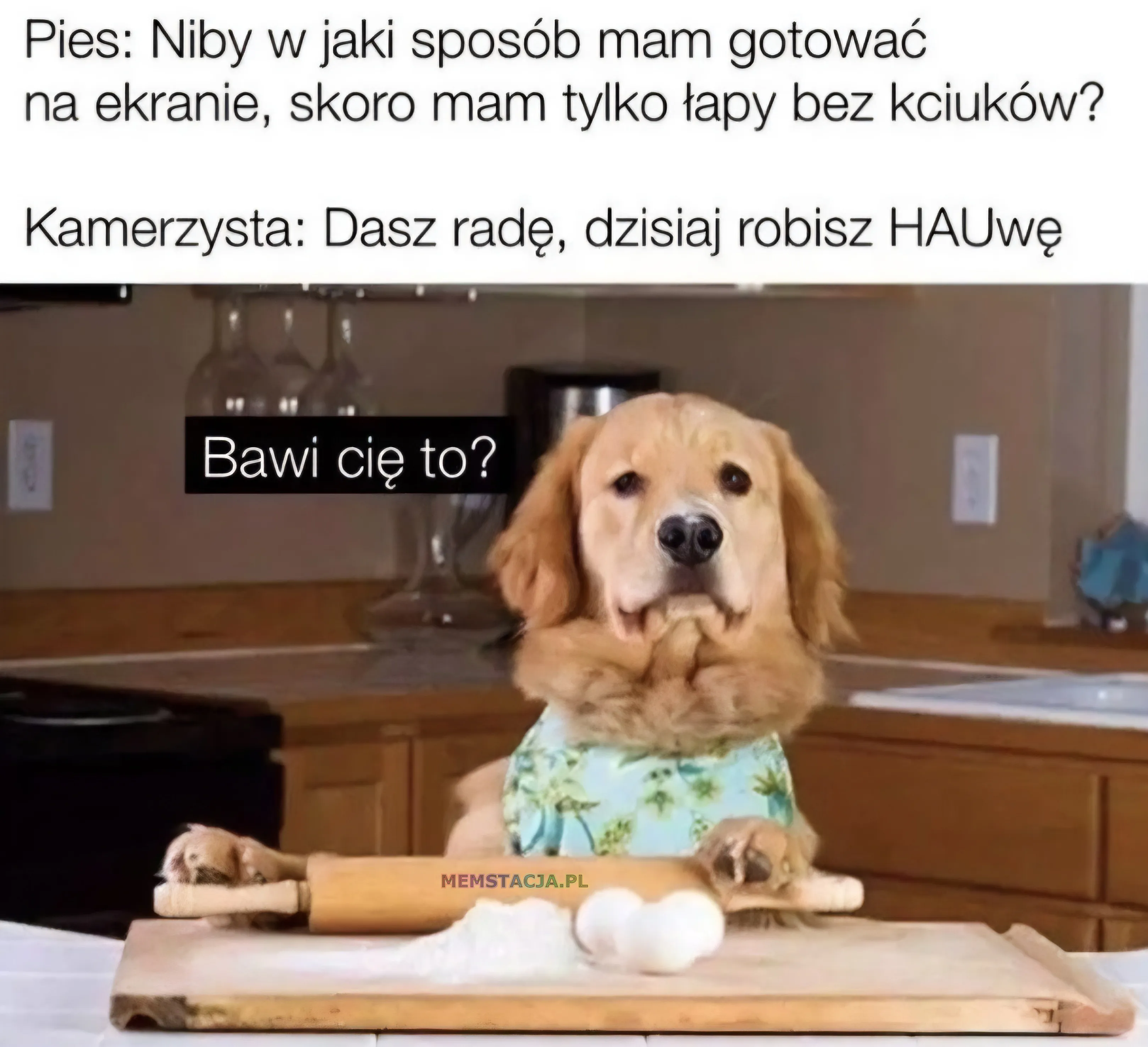 Pies: Niby w jaki sposób mam gotować na ekranie, skoro mam tylko łapy bez kciuków?; Kamerzysta: Dasz radę, dzisiaj robisz HAUwę; Pies: Bawi cię to?