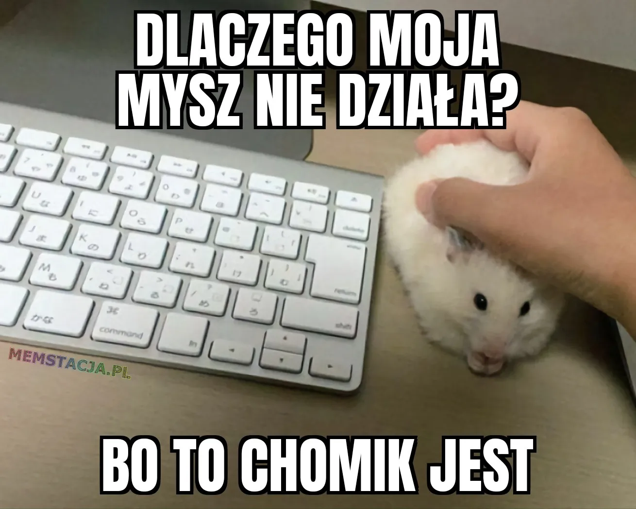 Zdjęcie przedstawiający klawiaturę i chomika trzymanego przez rękę: 'Dlaczego moja mysz nie działa? Bo to chomik jest'