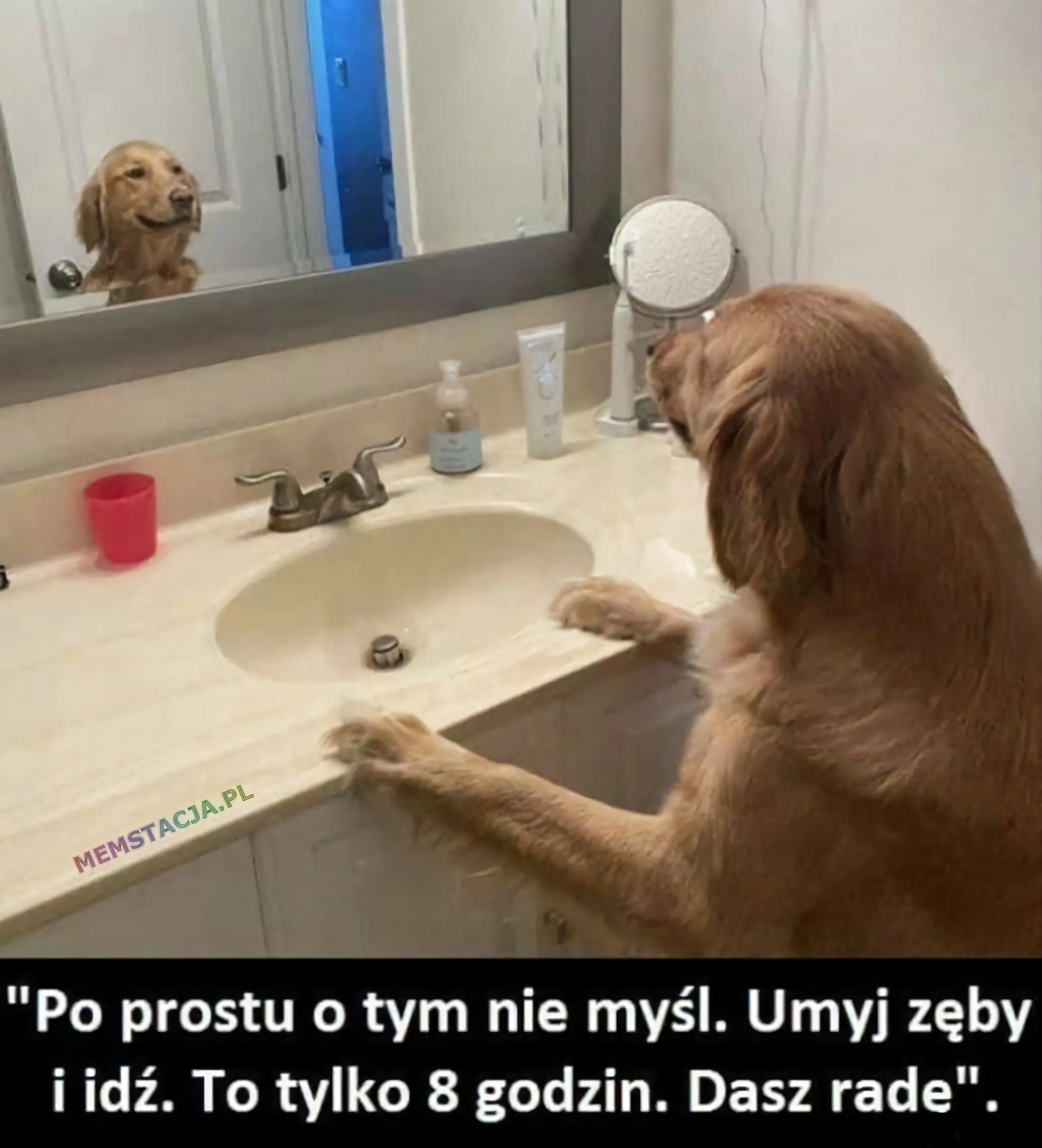 Pies spoglądający na siebie w lustrze: "Po prostu o tym nie myśl. Umyj zęby i idź. To tylko osiem godzin. Dasz radę"