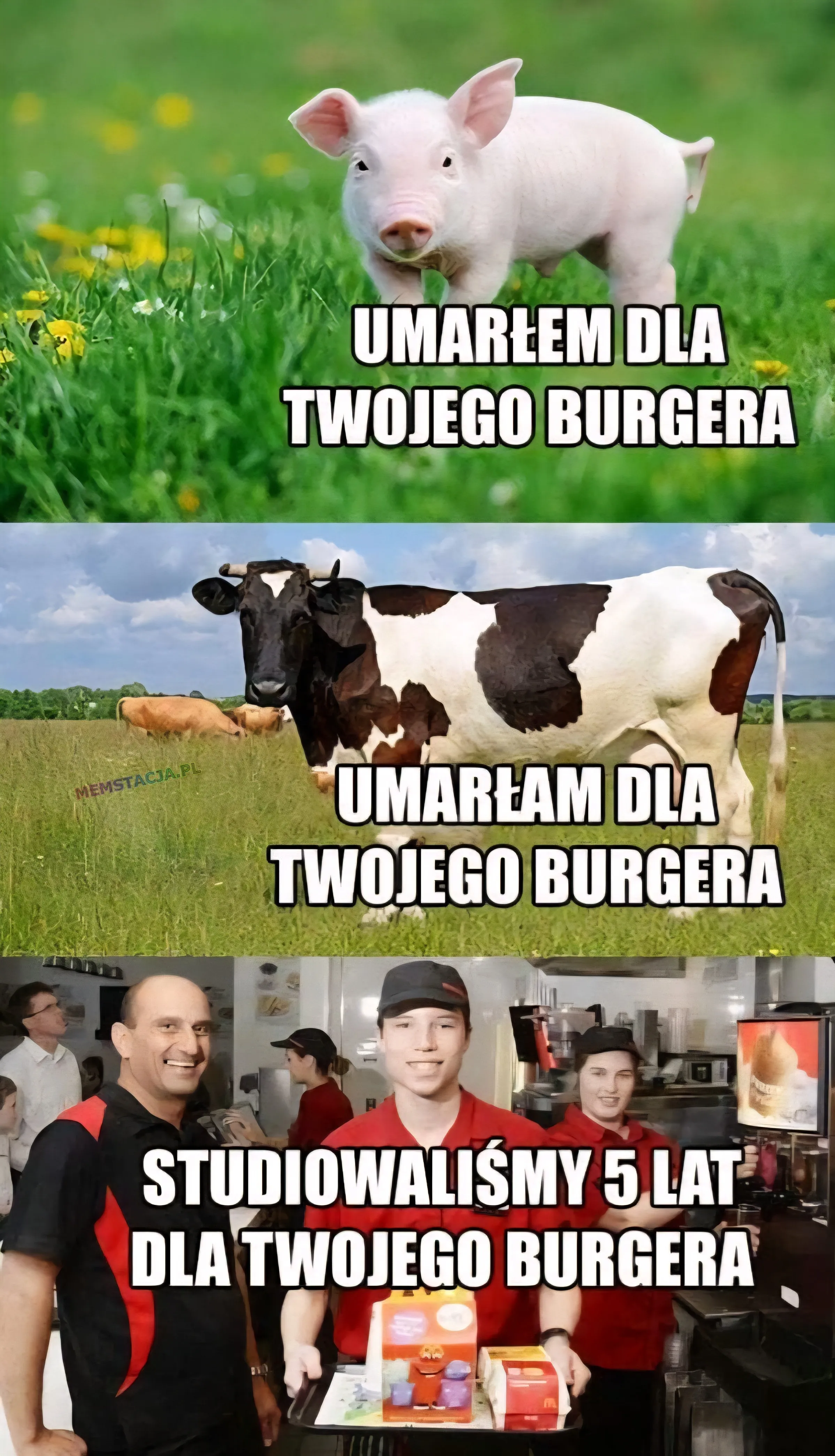 Mem o tytule: To wszystko dla Twojego BURGERA 馃槺 Zdj臋cie przedstawiaj膮ce 艣wink臋 "Umar艂em dla twojego burgera"; Zdj臋cie przedstawiaj膮ce krow臋: "Umar艂am dla twojego burgera"; M艂odzi ludzie w fastfoodzie: "Studiowali艣my 5 lat dla twojego burgera"