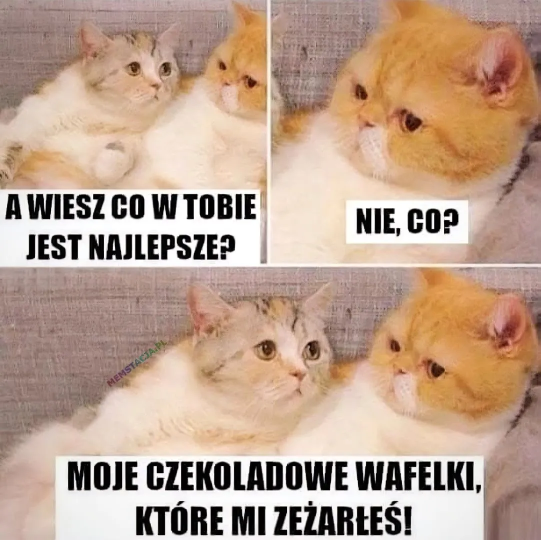 Zdjęcie dwóch i patrzących na siebie kotków. Ona: A WIESZ CO W TOBIE JEST NAJLEPSZE?; On: NIE, CO?; Ona: MOJE CZEKOLADOWE WAFELKI, KTÓRE MI ZEŻARŁEŚ!
