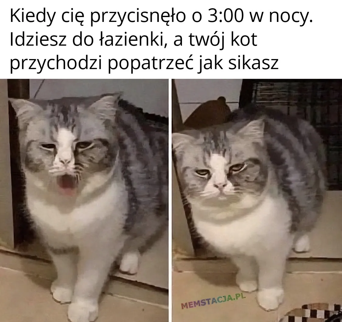 Kiedy cię przycisnęło o 3:00 w nocy. Idziesz do łazienki, a twój kot przychodzi popatrzeć jak sikasz: Zdjęcie przyspanego kotka.