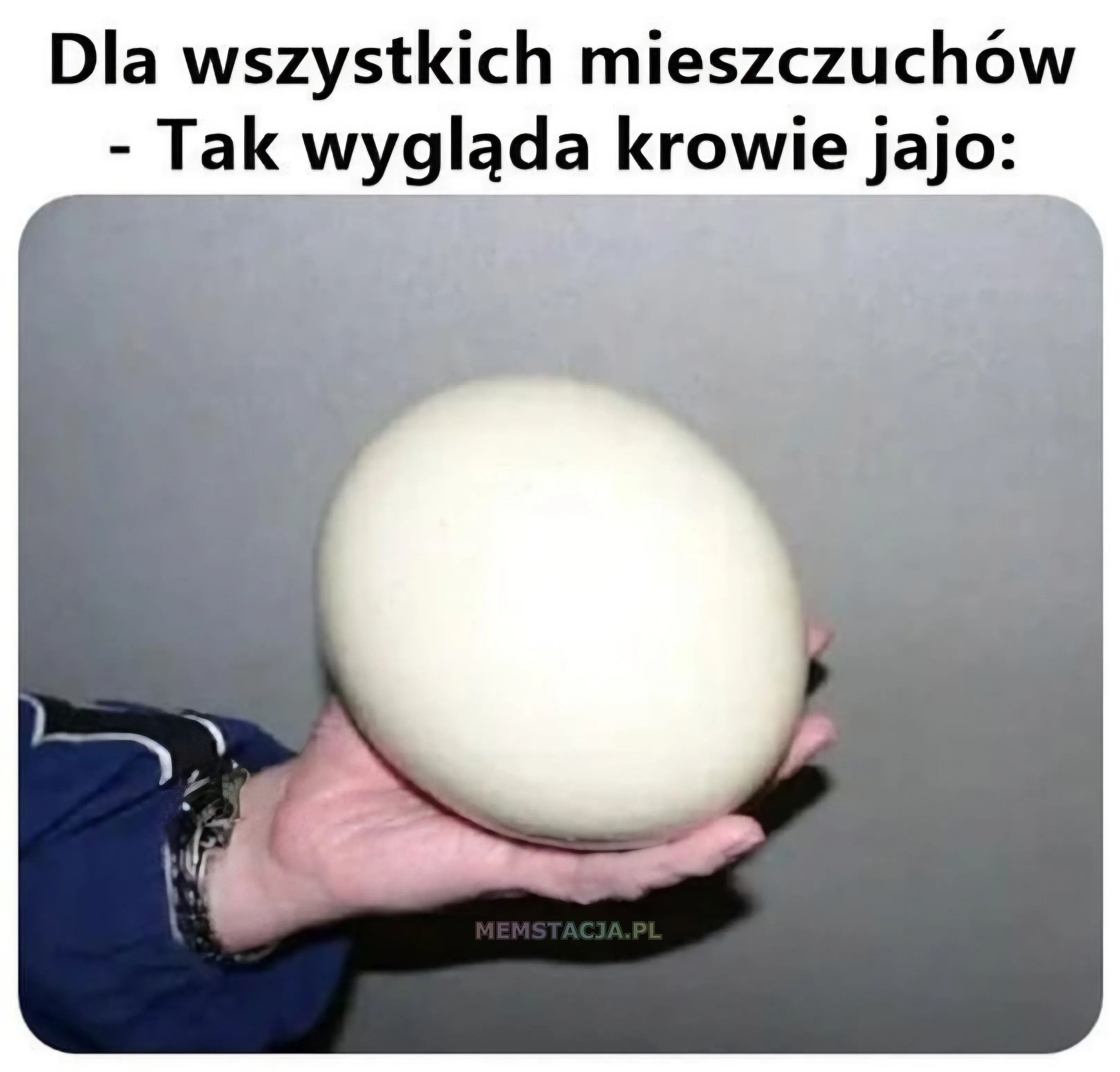 Dla wszystkich mieszczuchów. Tak wygląda krowie jajo: zdjęcie ręki, która trzyma duże jajko