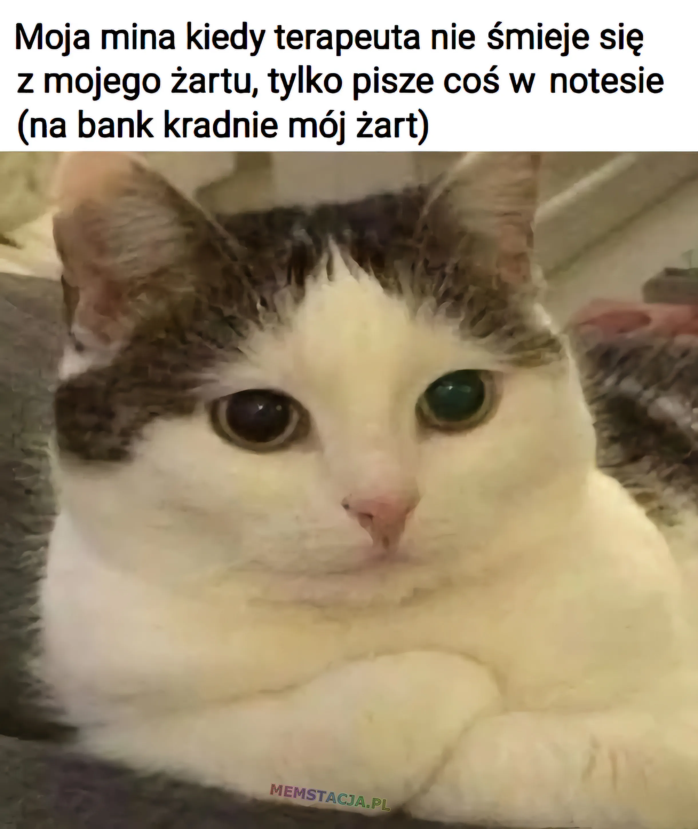 Moja mina kiedy terapeuta nie śmieje się z mojego żartu, tylko pisze coś w notesie (na bank kradnie mój żart). Zdjęcie kota, patrzącego ze spokojem.