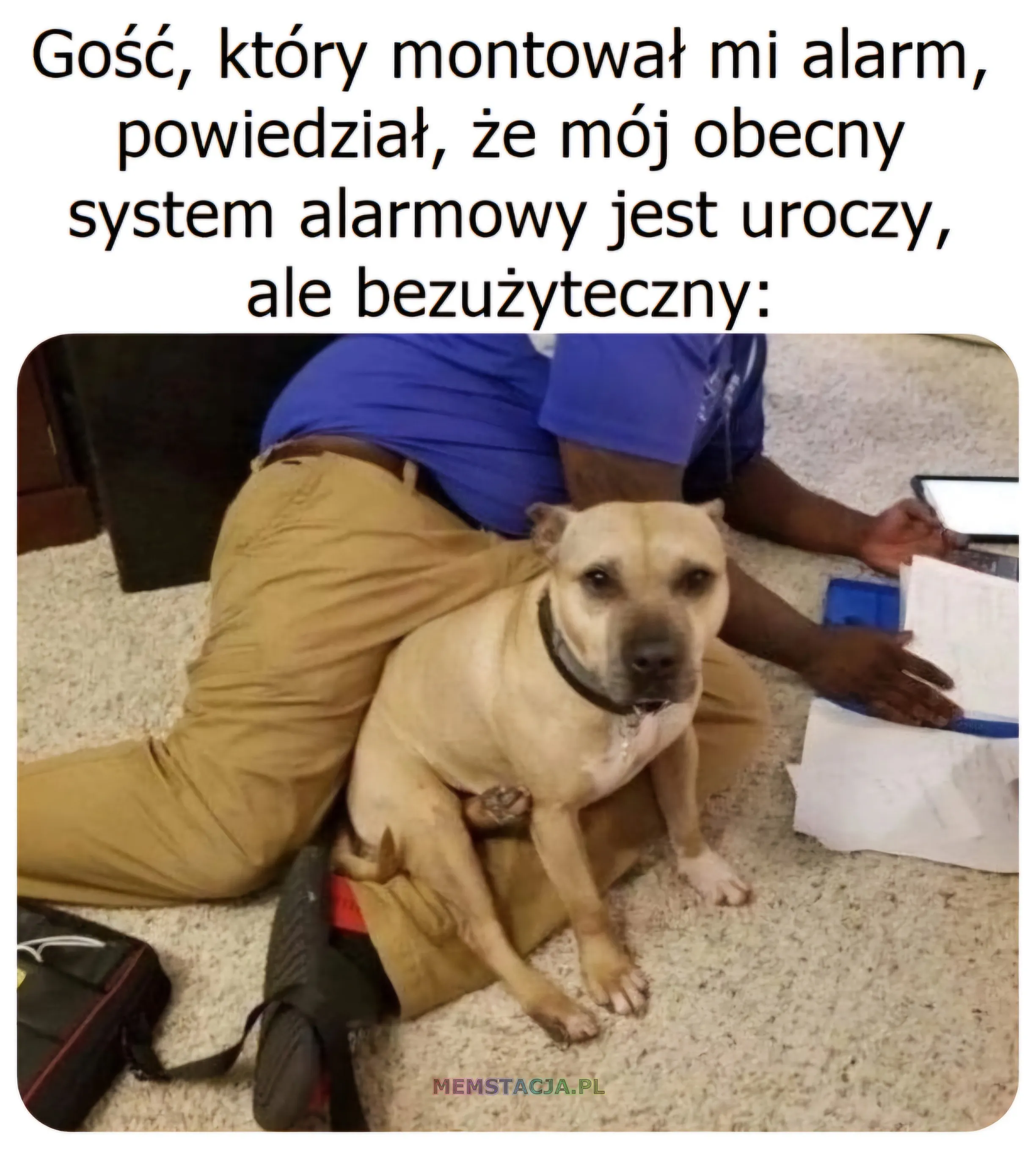 Gość, który montował mi alarm, powiedział, że mój obecny system alarmowy jest uroczy, ale bezużyteczny: Uroczy piesek leżący na kolanach montera alarmu