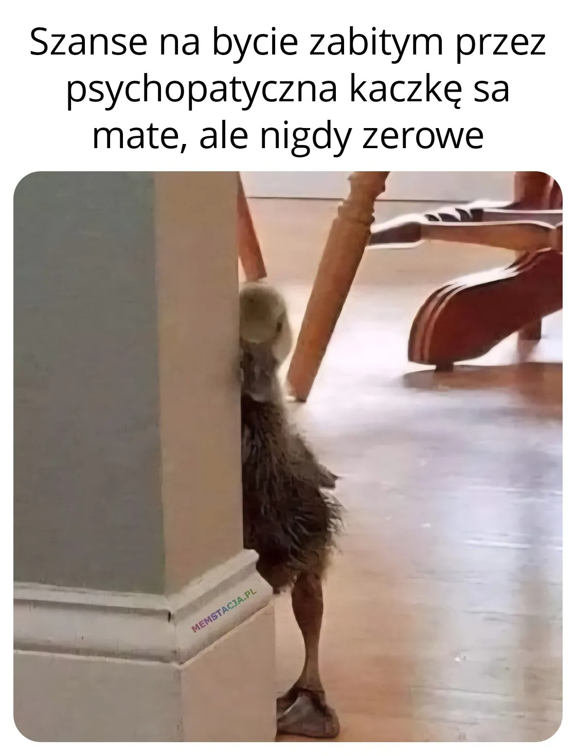 Szanse na bycie zabitym przez psychopatyczna kaczkę sa mate, ale nigdy zerowe: Zdjęcie kaczki wyglądającej zza ściany.