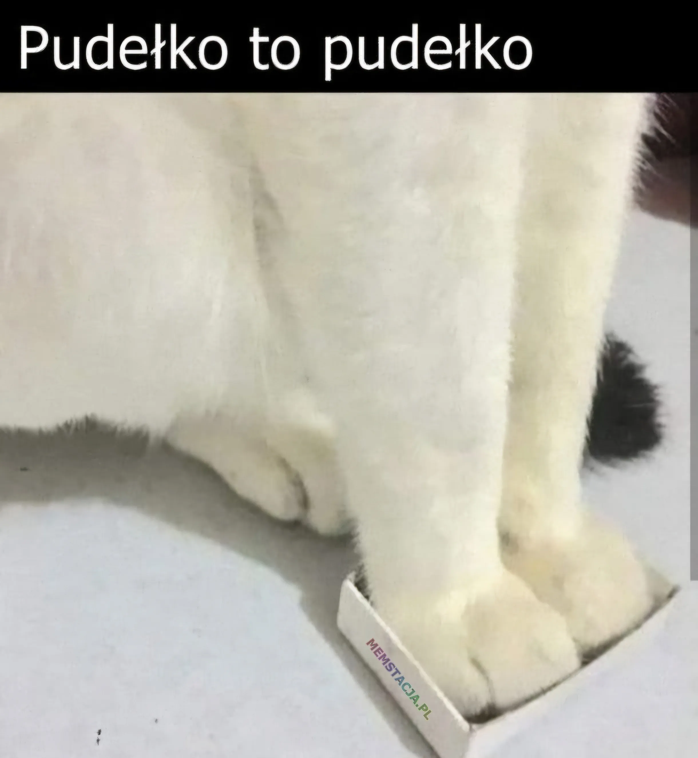 Pudełko to pudełko. Zdjęcie przedstawiające kota, który trzyma swoje łapki w pudełku po zapałkach.