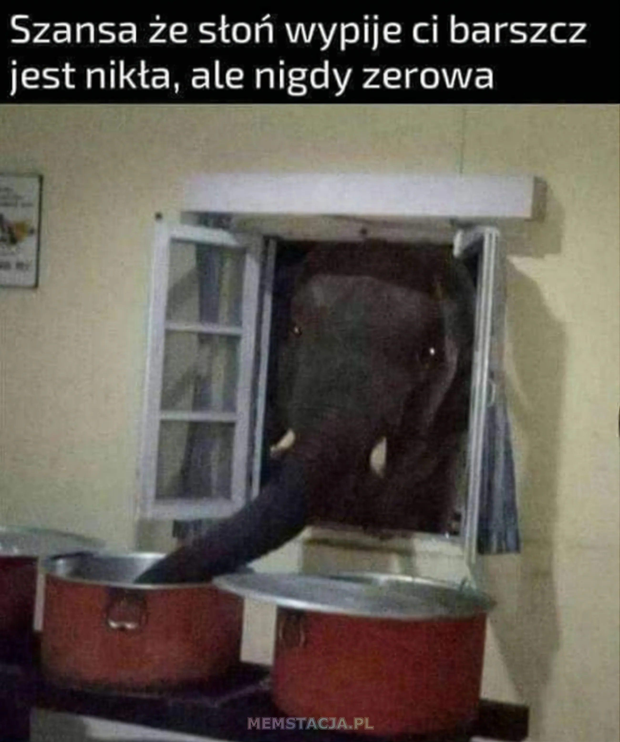 Zdjęcie słonia wyglądającego przez okno i pijącego barszcz: 'Szansa, że słoń wypije ci barszcz jest nikła, ale nigdy zerowa'