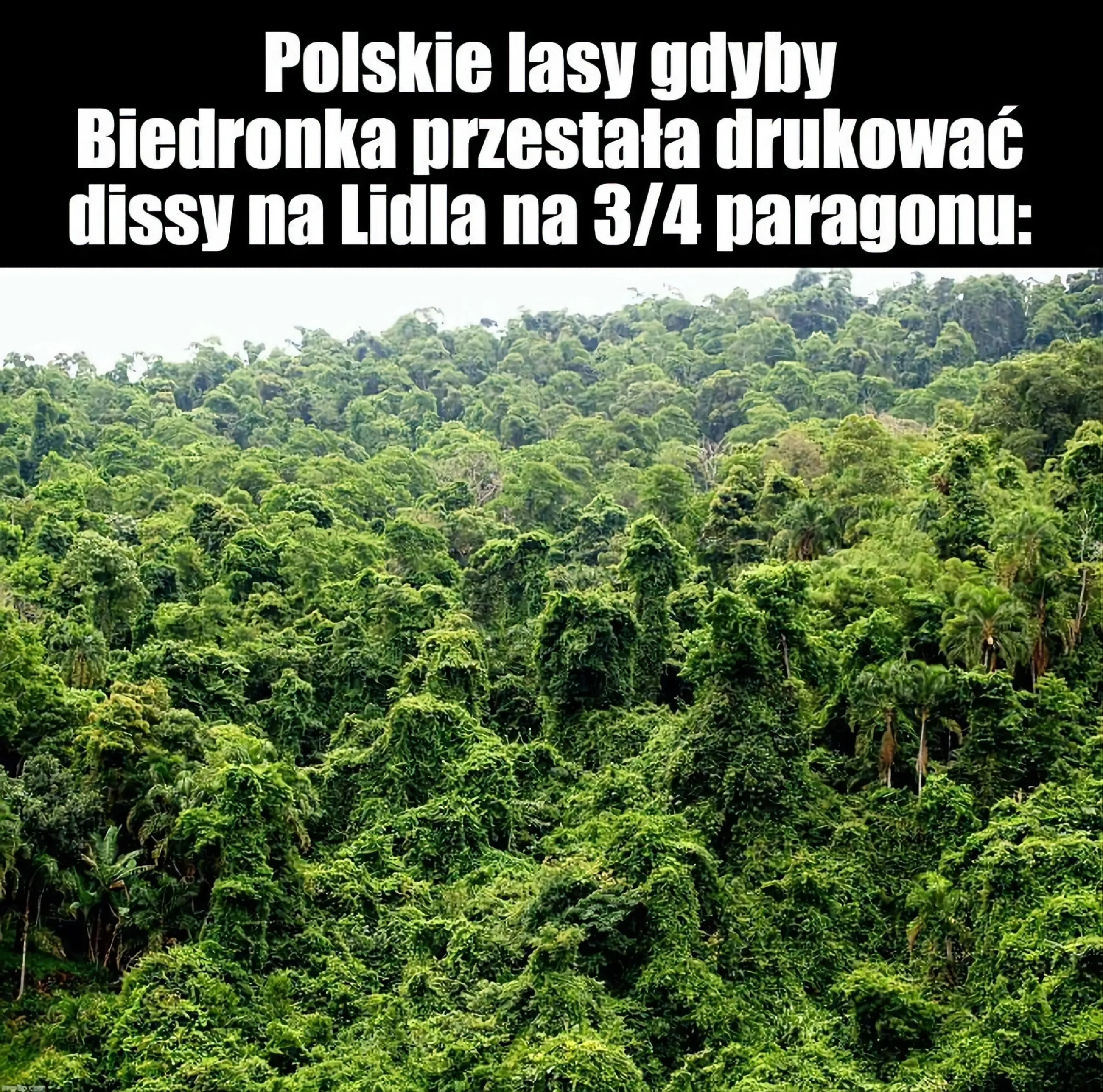 Mem przedstawiający zdjęcie pięknych i zielonych lasów: 'Polskie lasy gdyby Biedronka przestała drukować dissy na Lidla na 3/4 paragonu'