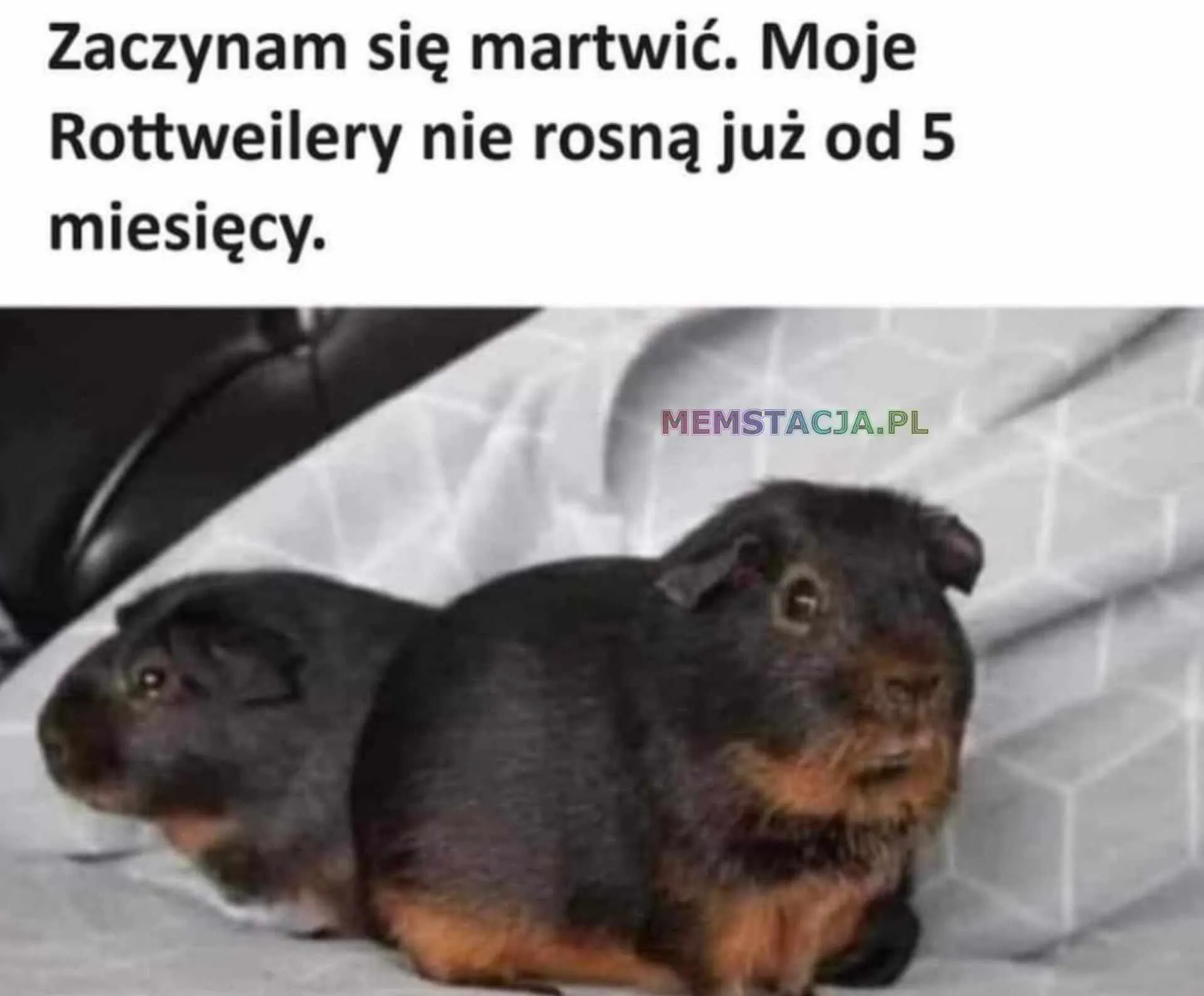Mem przedstawiający dwie świnki morskie: 'Zaczynam się martwić. Moje Rottweilery nie rosną już od 5 miesięcy.'