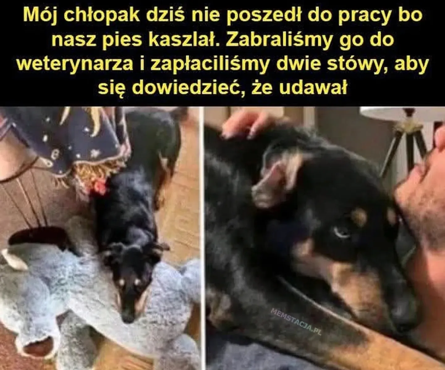 Mój chłopak dziś nie poszedł do pracy bo nasz pies kaszlał. Zabraliśmy go do weterynarza i zapłaciliśmy dwie stówy, aby się dowiedzieć, że udawał: Smutny piesek patrzący na swoich właścicieli.