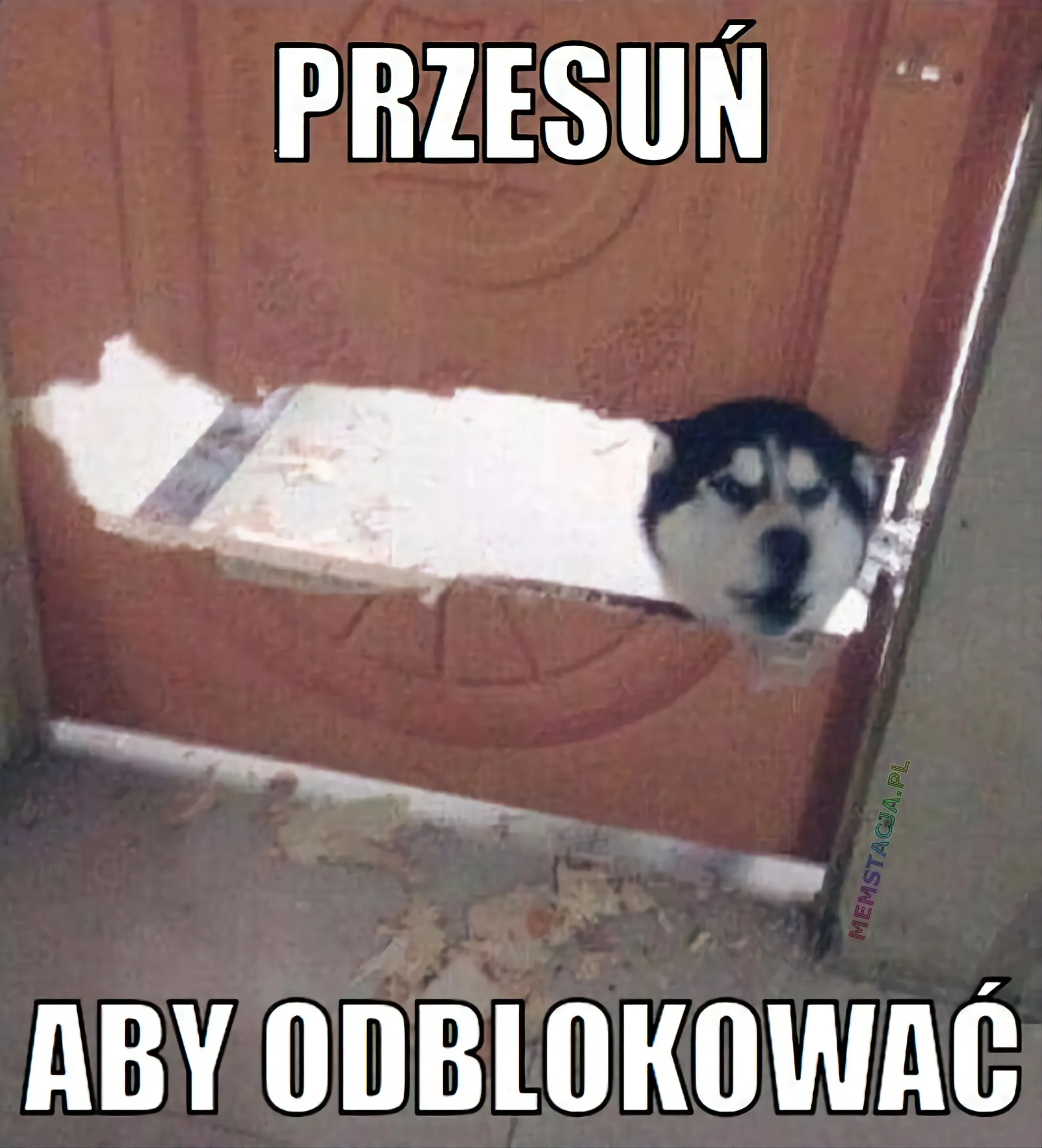 Mem przedstawiający psa Husky, który spogląda przez rozgryzione drzwi: 'Przesuń aby odblokować'