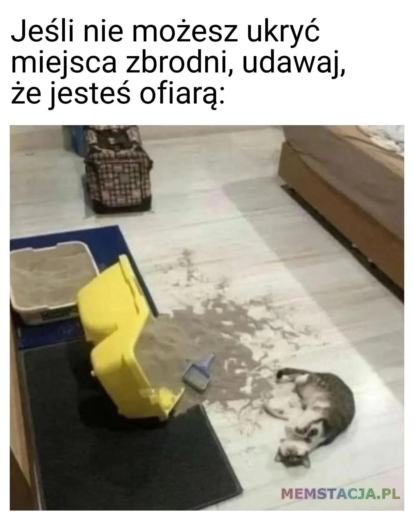 Mem przedstawiający kotka leżącego przy rozsypanym pojemniku z piaskiem: 'Jeśli nie możesz ukryć miejsca zbrodni, udawaj, że jesteś ofiarą'