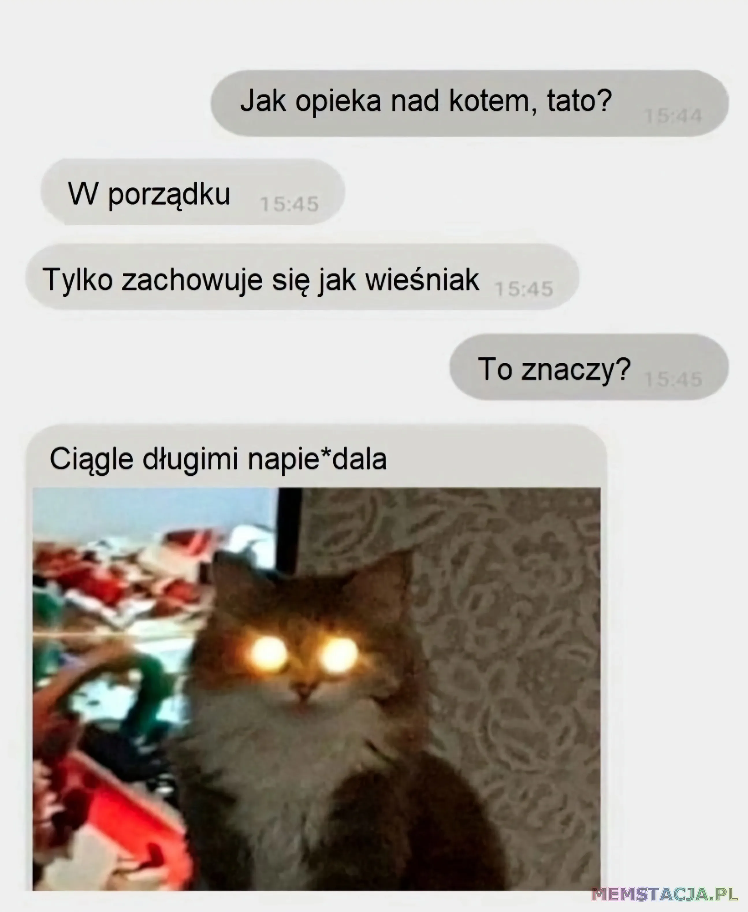 Mem przedstawiający konwersację na messengerze: '- Jak opieka nad kotem, tato? - W porzątku. Tylko zachowuje się jak wieśniak. - To znaczy? - Ciągle długimi napie*dala'