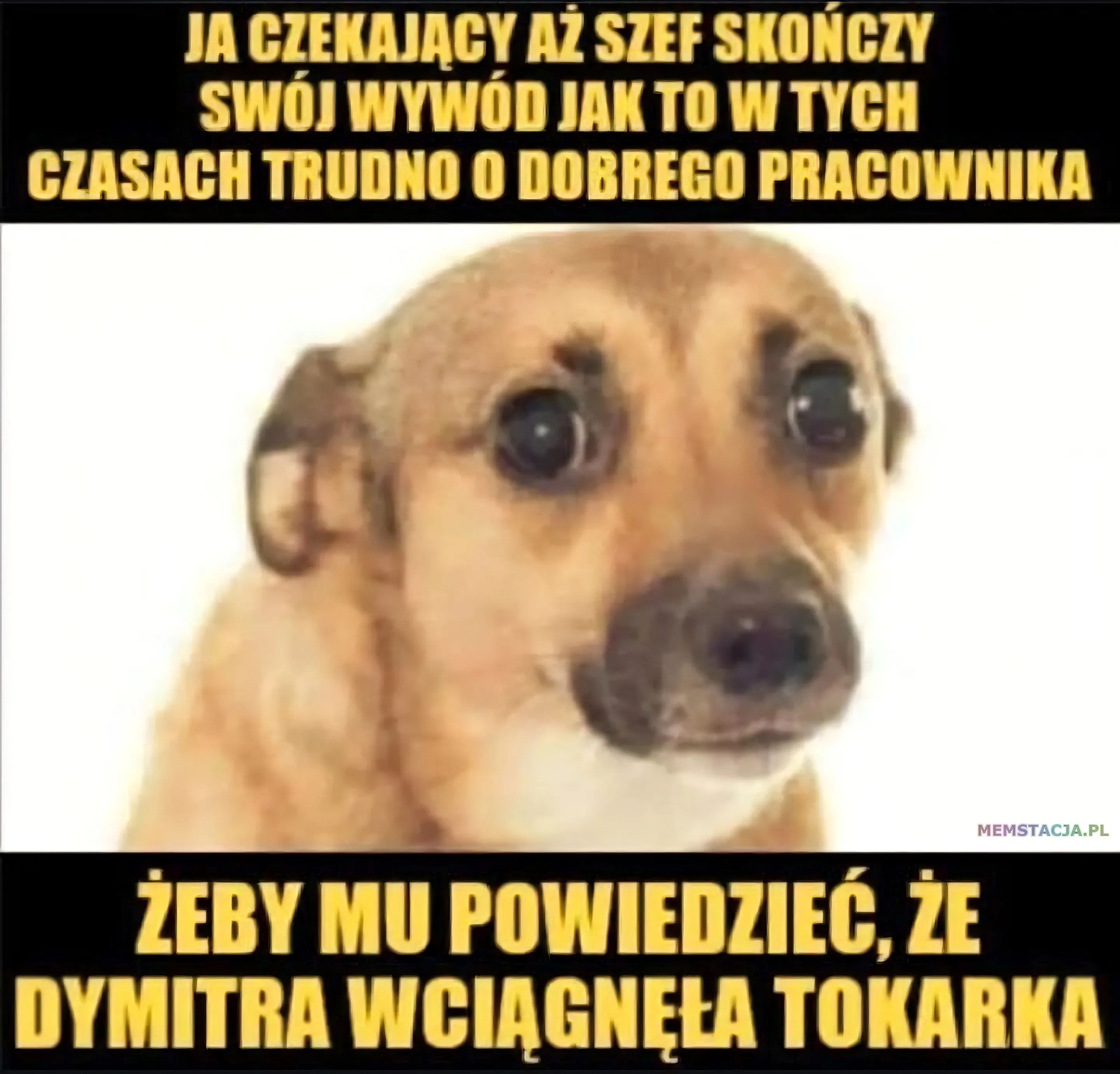 Pies z zaniepokojonym wyrazem twarzy na białym tle; nad i pod nim żółty tekst na czarnym tle: „Ja czekający aż szef skończy swój wywód jak to w tych czasach trudno o dobrego pracownika, żeby mu powiedzieć, że Dymitra wciągnęła tokarka”.