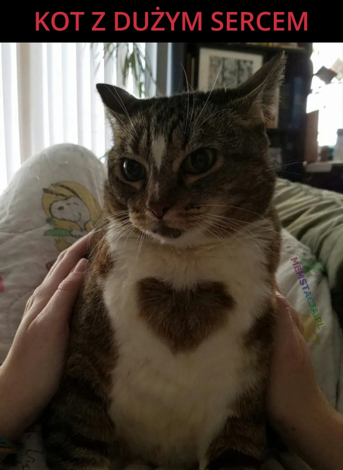 Mem przedstawiający kota z dużym sercem.