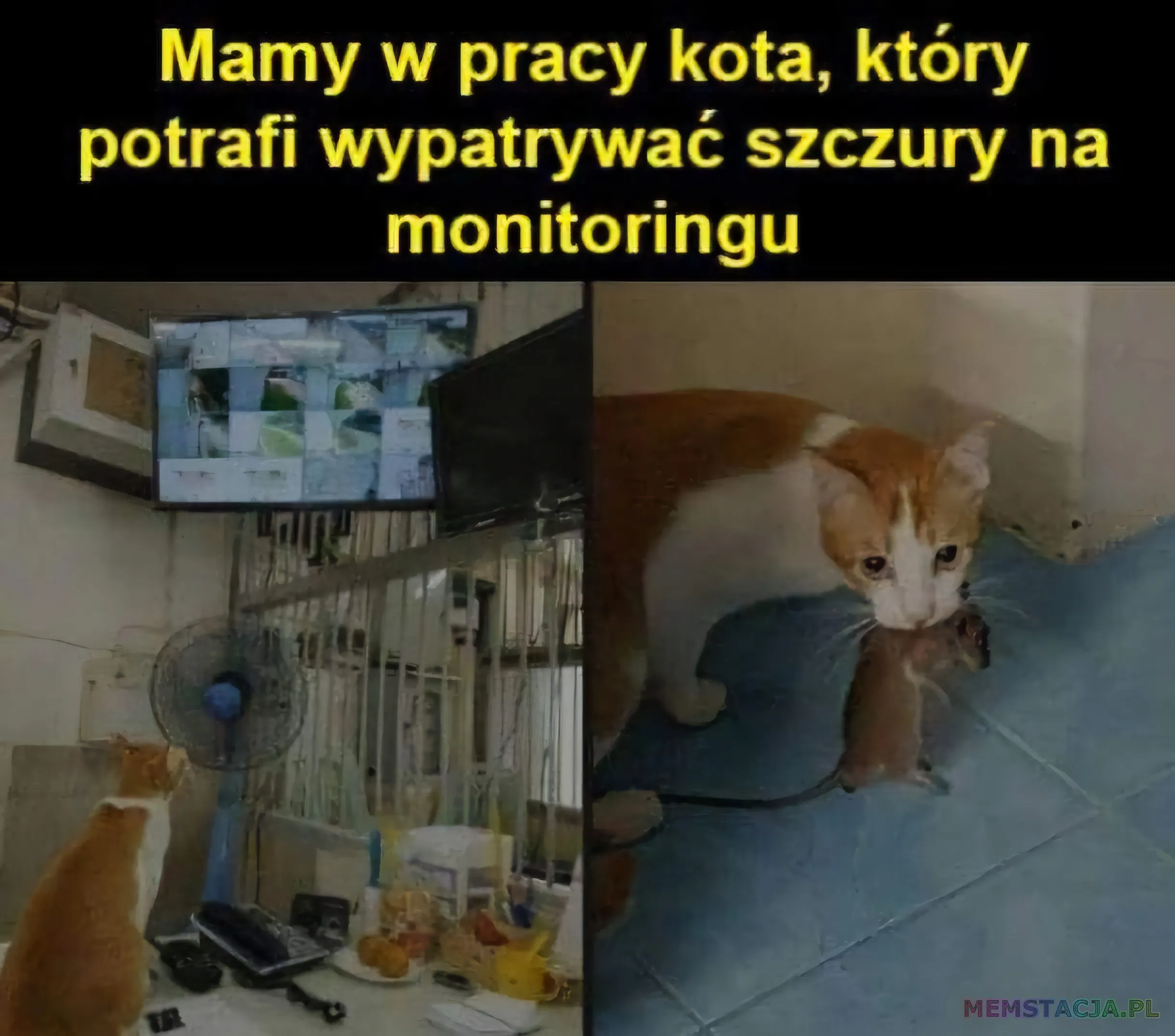 Mamy w pracy kota, który potrafi wypatrzeć szczury na monitoringu: zdjęcie kota patrzącego na monitoring i łapiący szczury