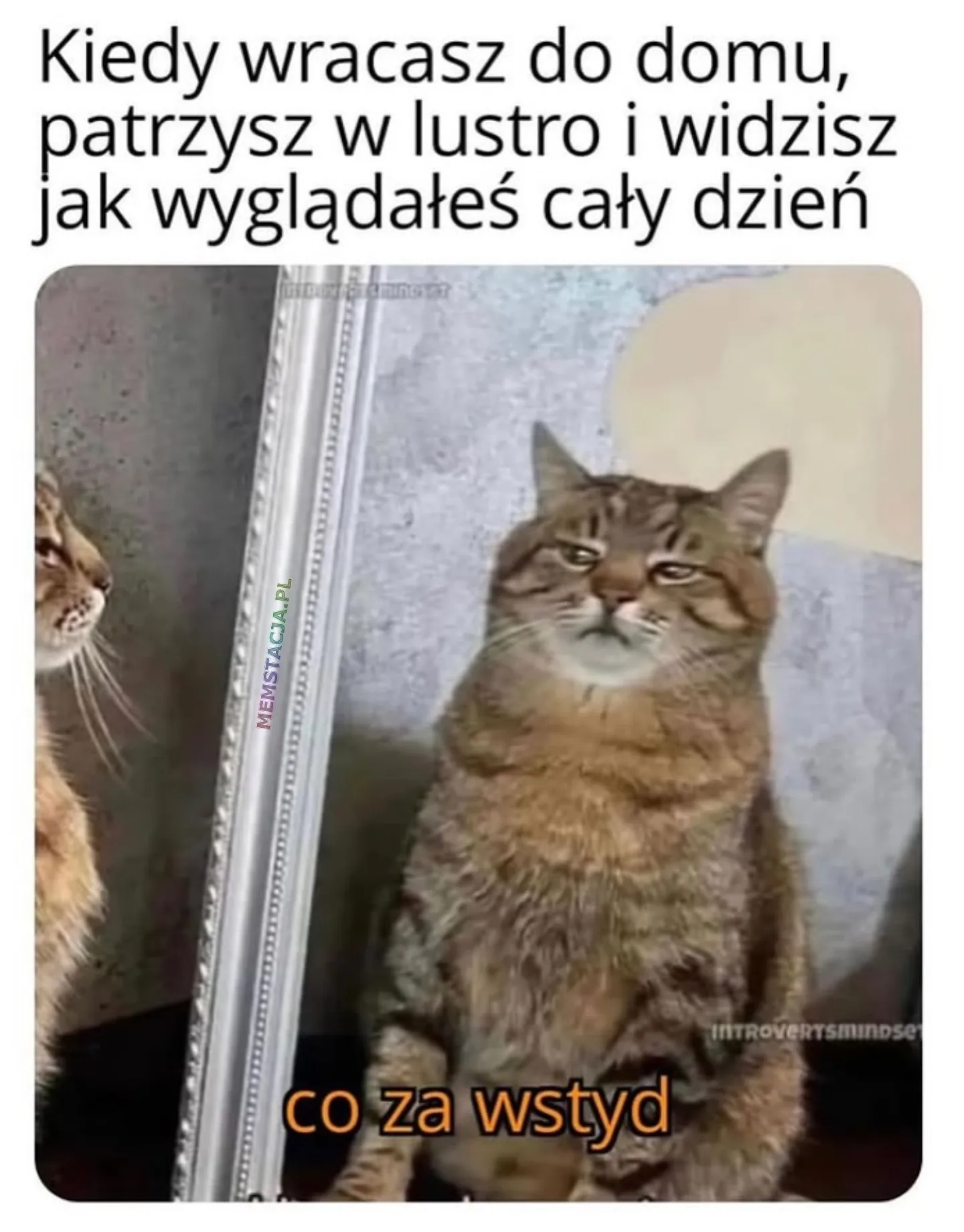 Mem o tytule: I ja wyglądałem tak cały dzień?! 🫨 Mem z kotem, który patrzy w lustro z zdegustowaną miną, z tekstem u góry "Kiedy wracasz do domu, patrzysz w lustro i widzisz jak wyglądałeś cały dzień" oraz na dole "co za wstyd".