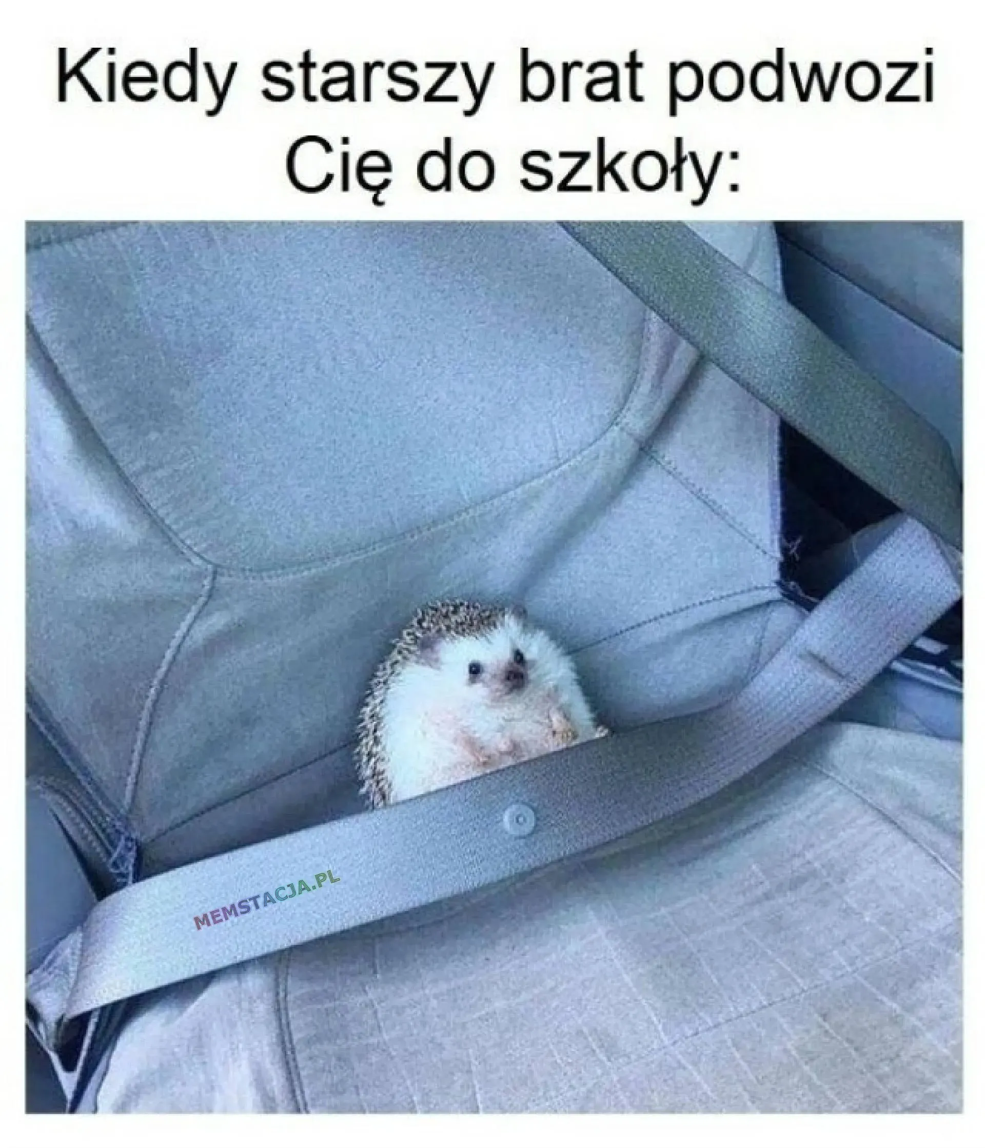 Mem o tytule: W drodze do szkoły 😊 Kiedy starszy brat podwozi Cię do szkoły: Zdjęcie małego jeżyk, który jest zapięty pasami