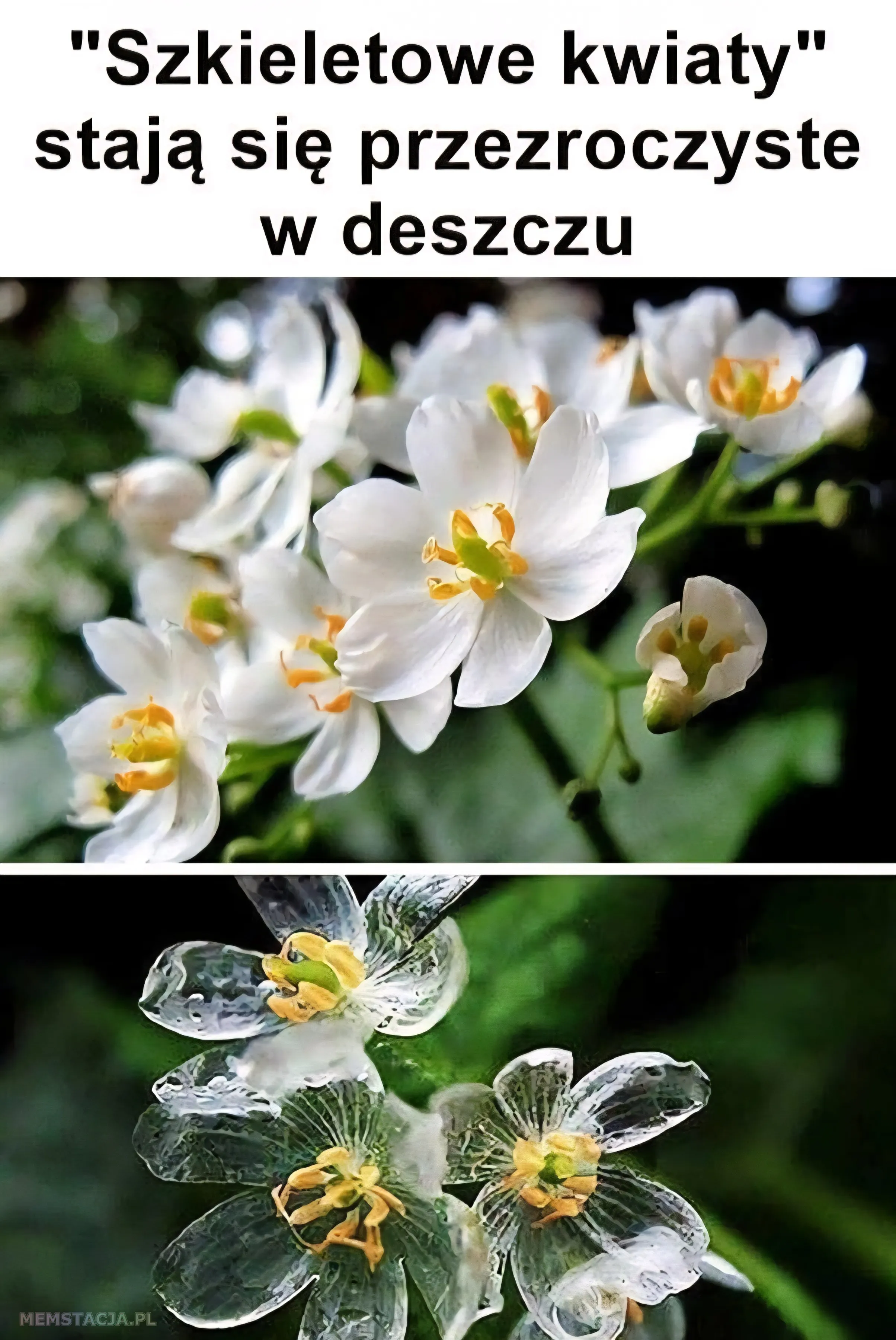 Mem o tytule: Przezroczyste kwiaty w deszczu! 馃 Makro zdj臋cie kwiat贸w pokrytych kroplami deszczu, ukazuj膮ce ich wewn臋trzn膮 struktur臋.