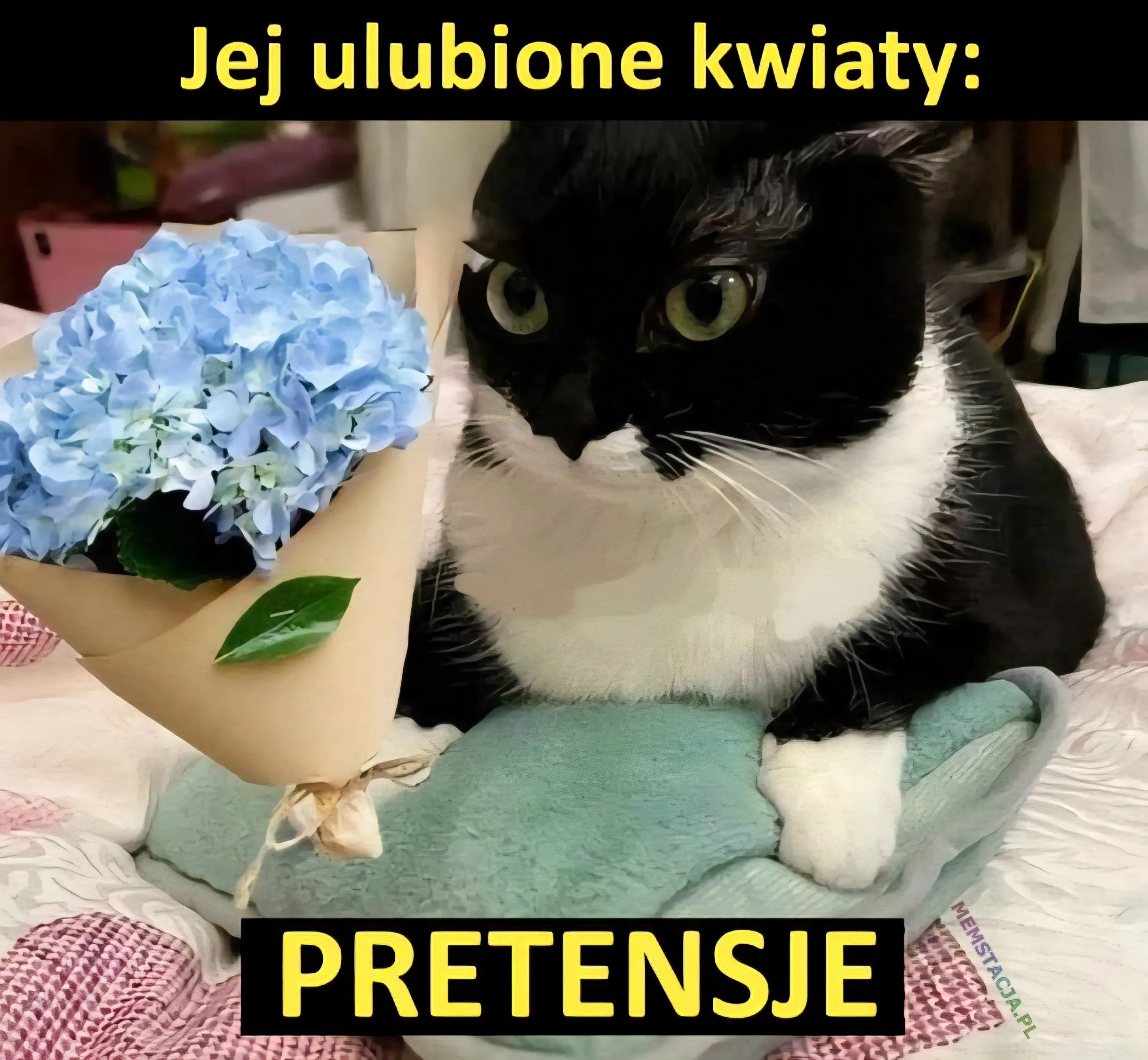 Zdjęcie uroczej kotki i bukietu kwiatów: Jej ulubione kwiaty: PRETENSJE.