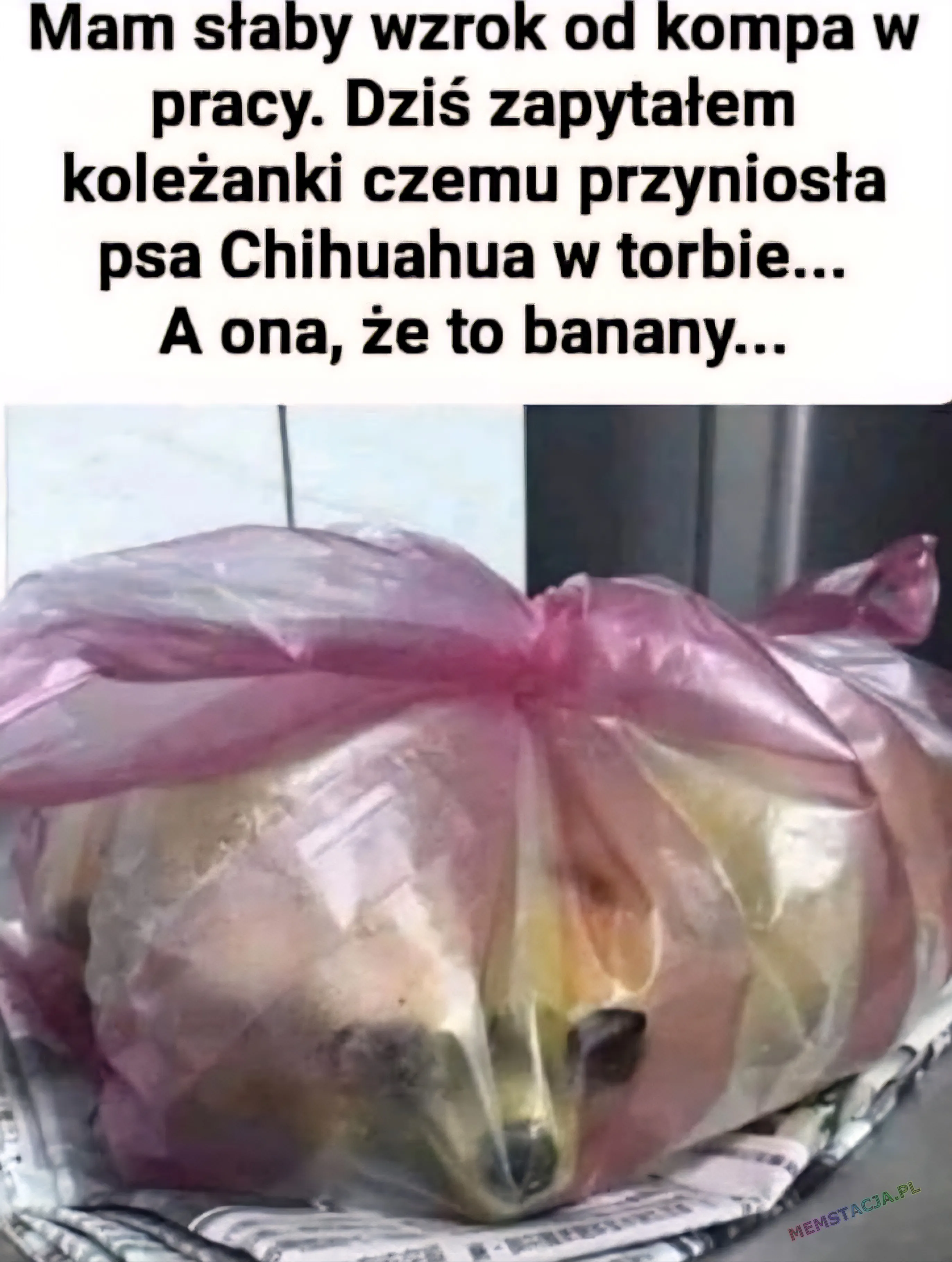 Mam słaby wzrok od kompa w pracy. Dziś zapytałem koleżanki czemu przyniosła psa Chihuahua w torbie... A ona, że to banany... Zdjęcie worka z bananami, które wyglądają jak Chihuahua.