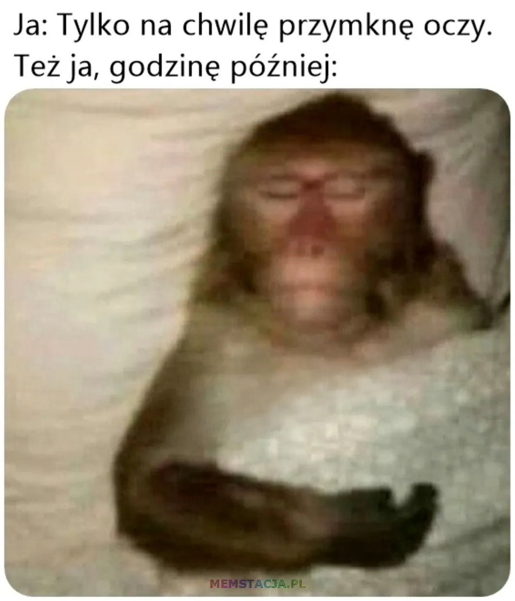 Zdjęcie śpiącej małpki: 'Ja: Tylko na chwilę przymknę oczy. Też ja, godzinę później: *Śpi*'