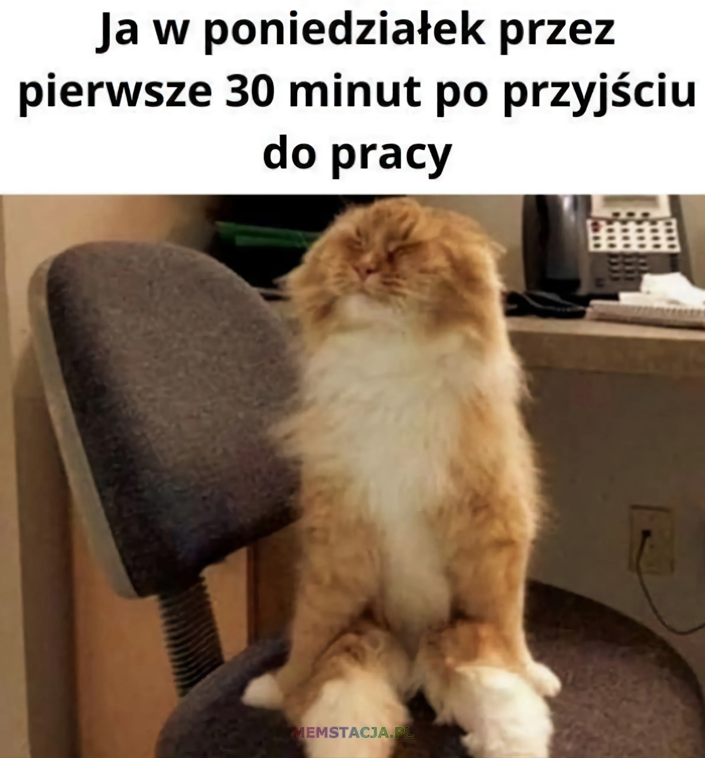 Mem przedstawiający rozciągającego się kota, na stanowisku pracy: 'Ja w poniedziałek przez pierwsze trzydzieści minut po przyjściu do pracy'
