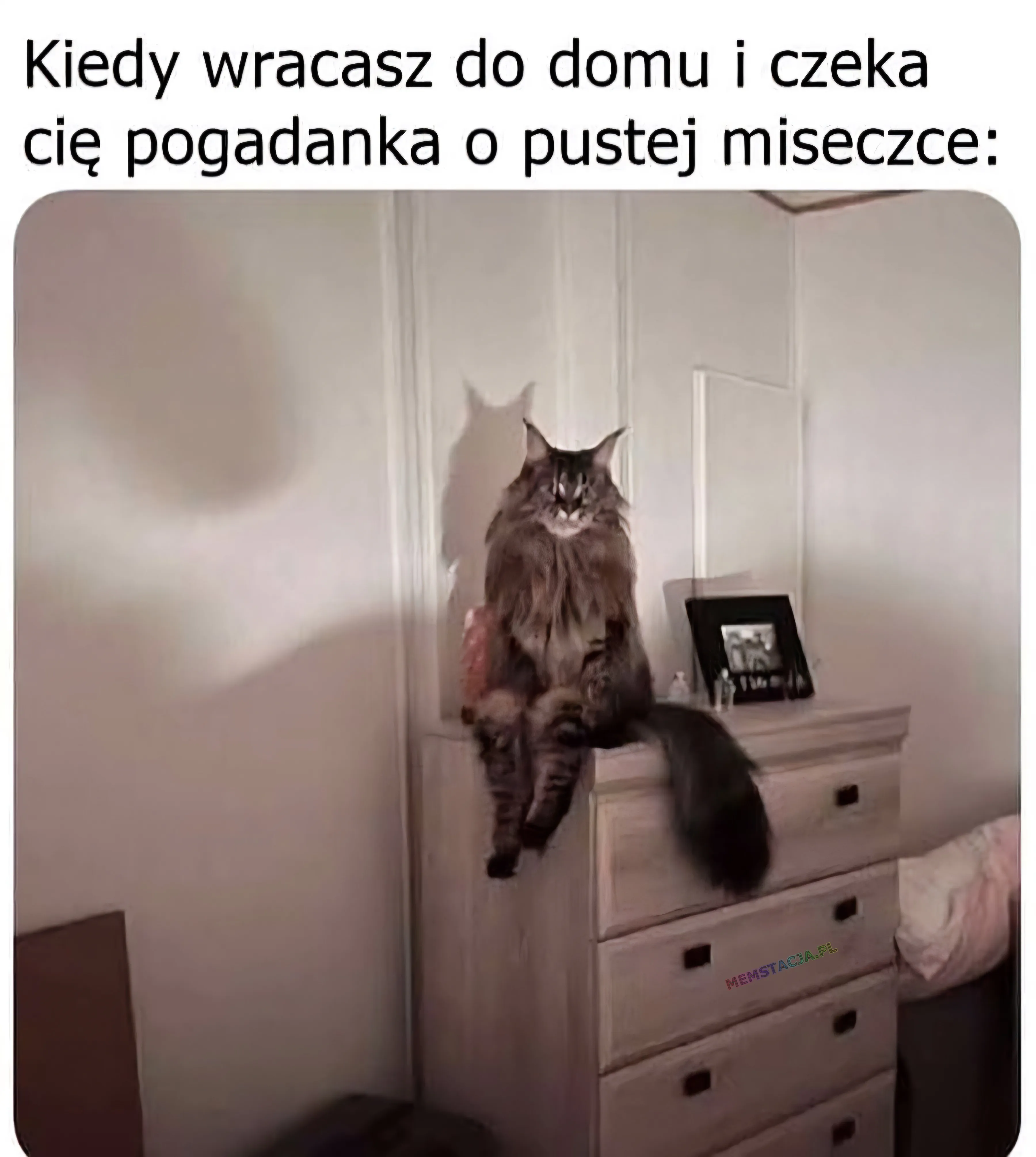 Kiedy wracasz do domu i czeka cię pogadanka o pustej miseczce: Zdjęcie kota, który siedzi na komodzie i spogląda w Twoim kierunku.