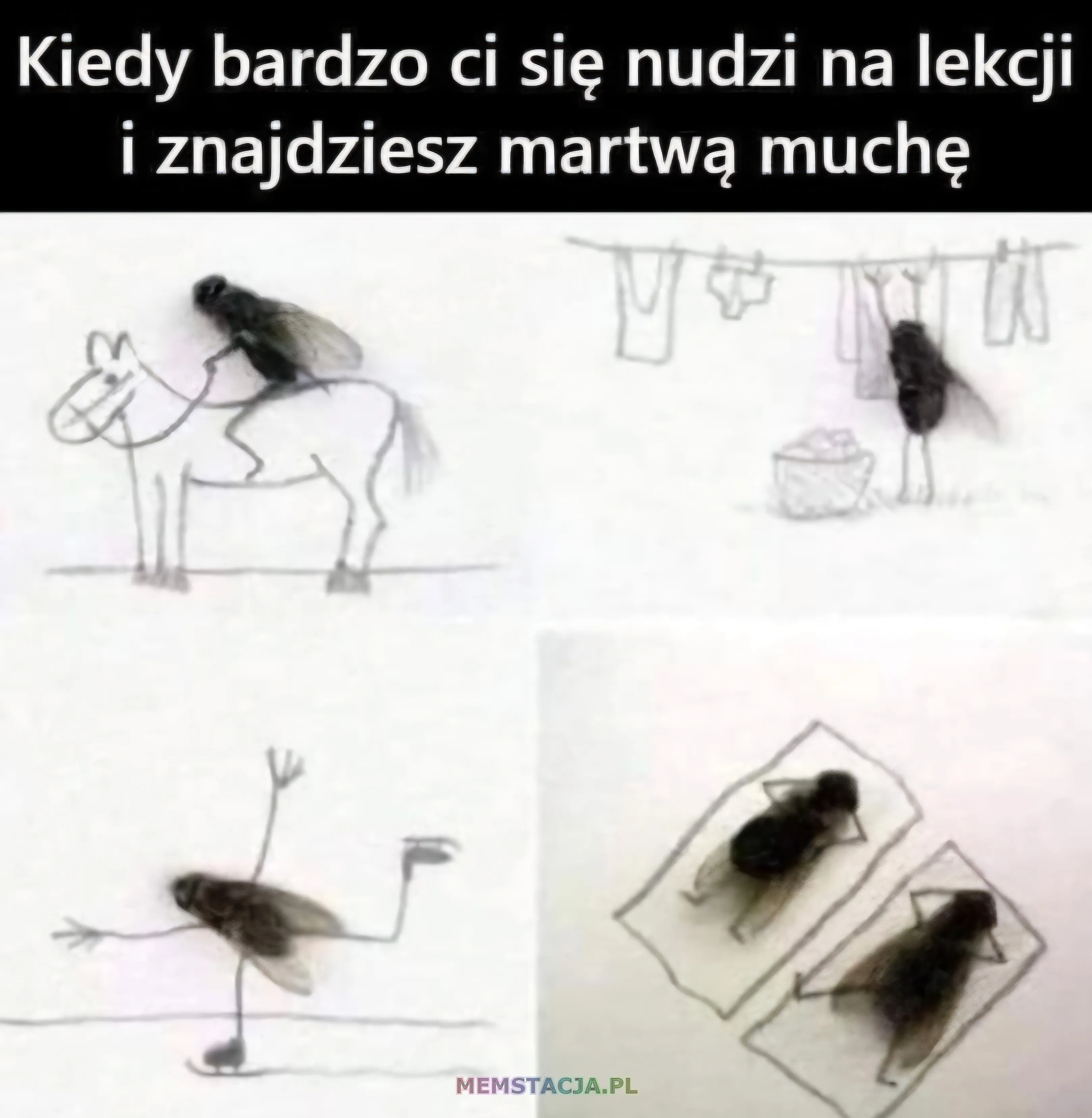 Kiedy bardzo ci się nudzi na lekcji i znajdujesz martwą muchę