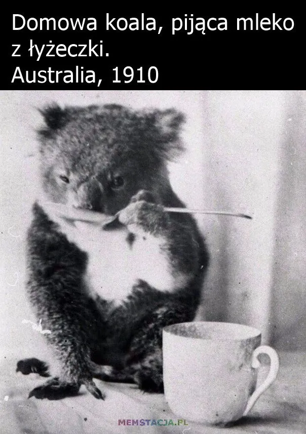 Domowa koala, pijąca mleko z łyżeczki. Australia, 1910 rok.