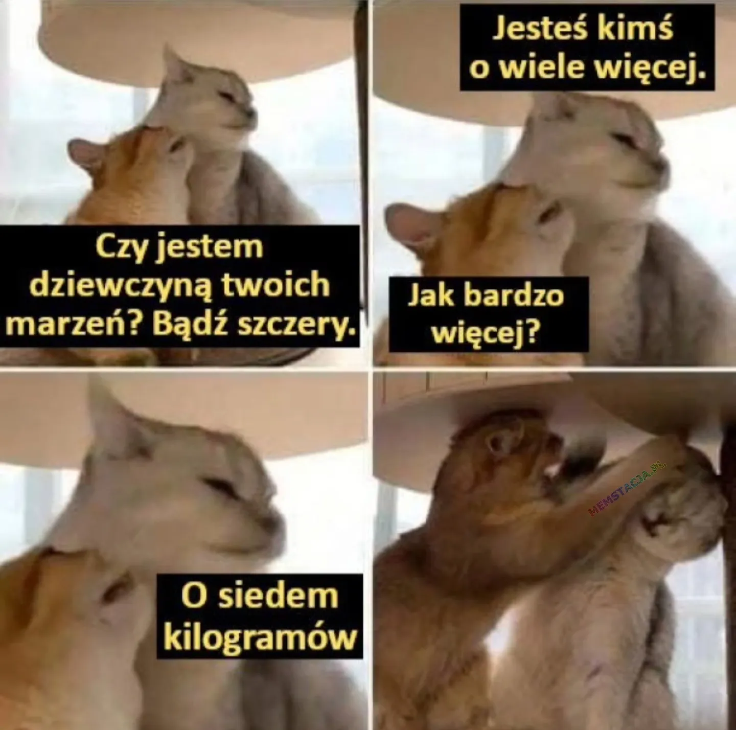 Ona: Czy jestem dziewczyną twoich marzeń? Bądź szczery.; On: Jesteś kimś o wiele więcej.; Ona: Jak bardzo więcej?; On: O siedem kilogramów; Zdjęcie kota, który uderza drugiego kota po głowie.
